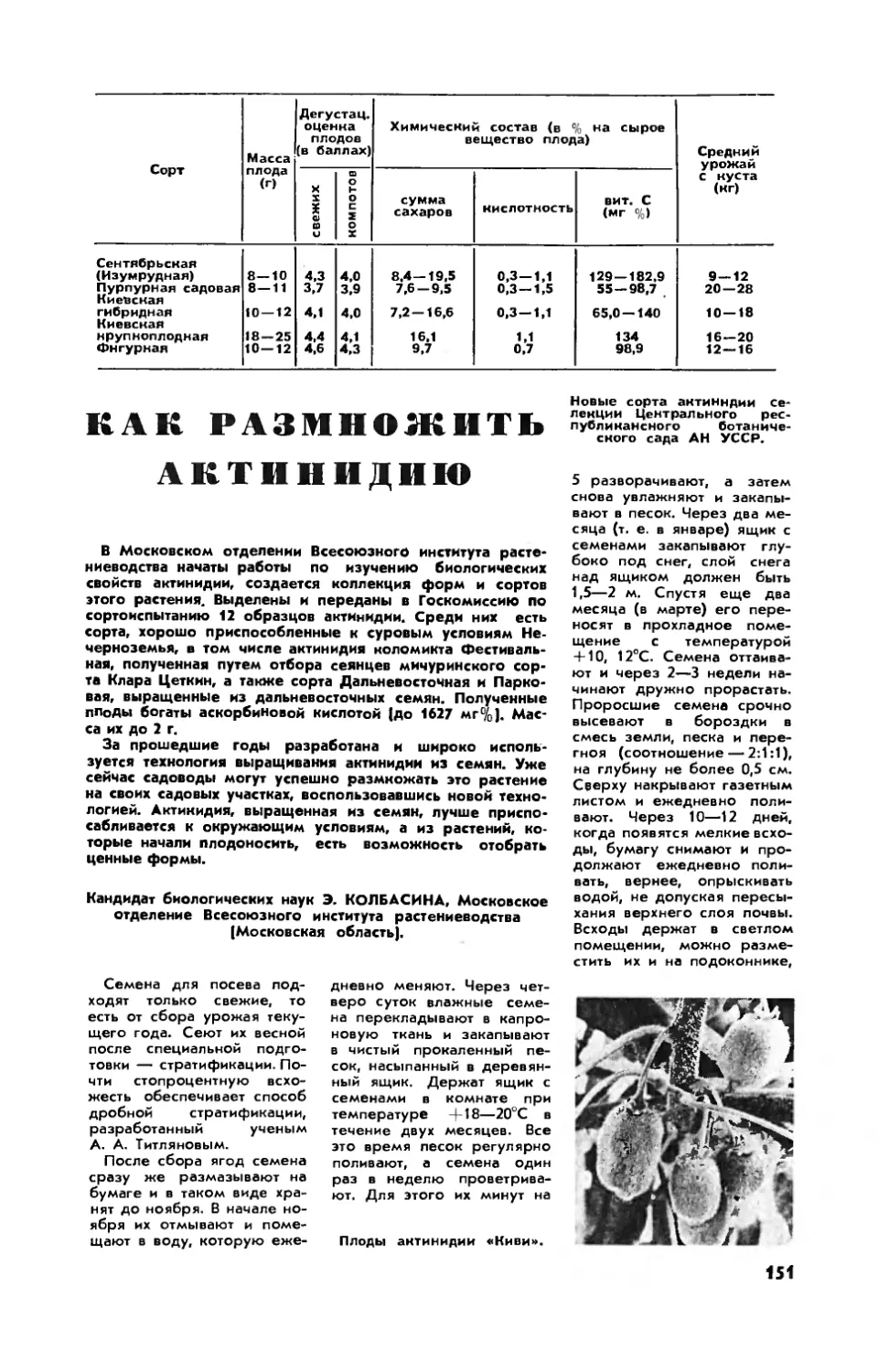 Э. КОЛБАСИНА, канд. биол. наук — Как размножить актинидию