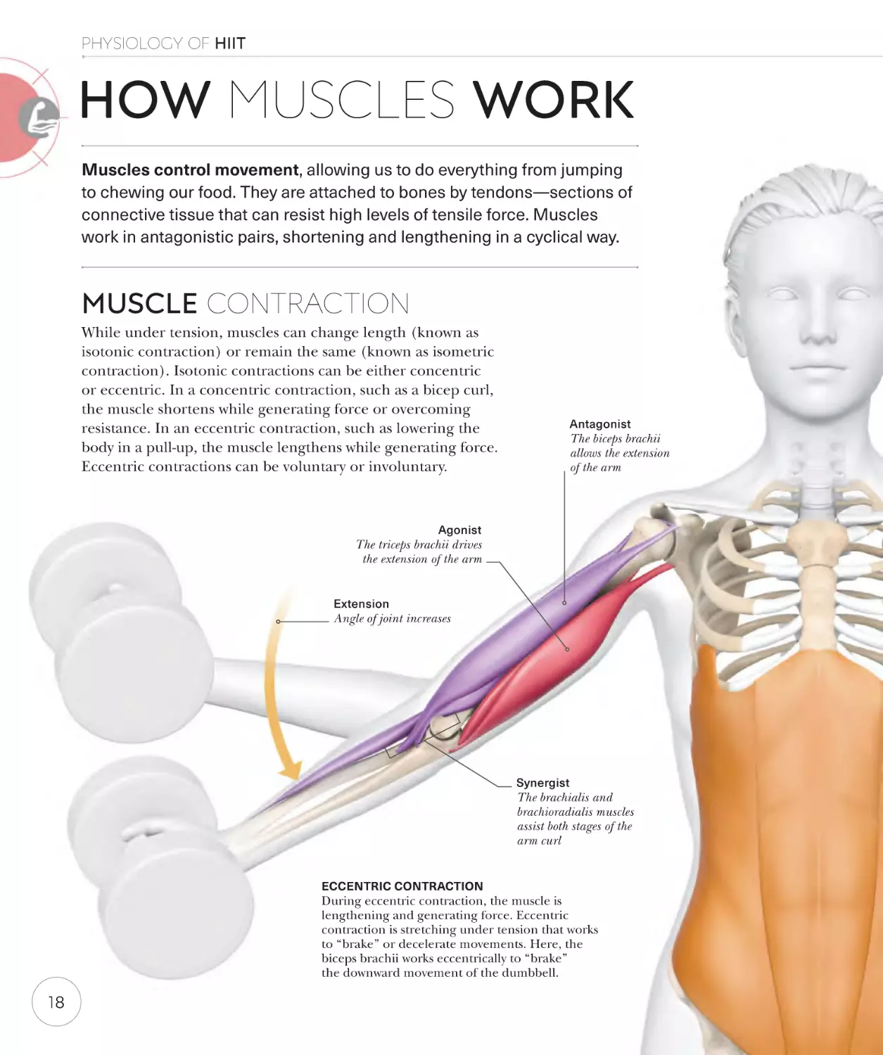 How muscles work 18