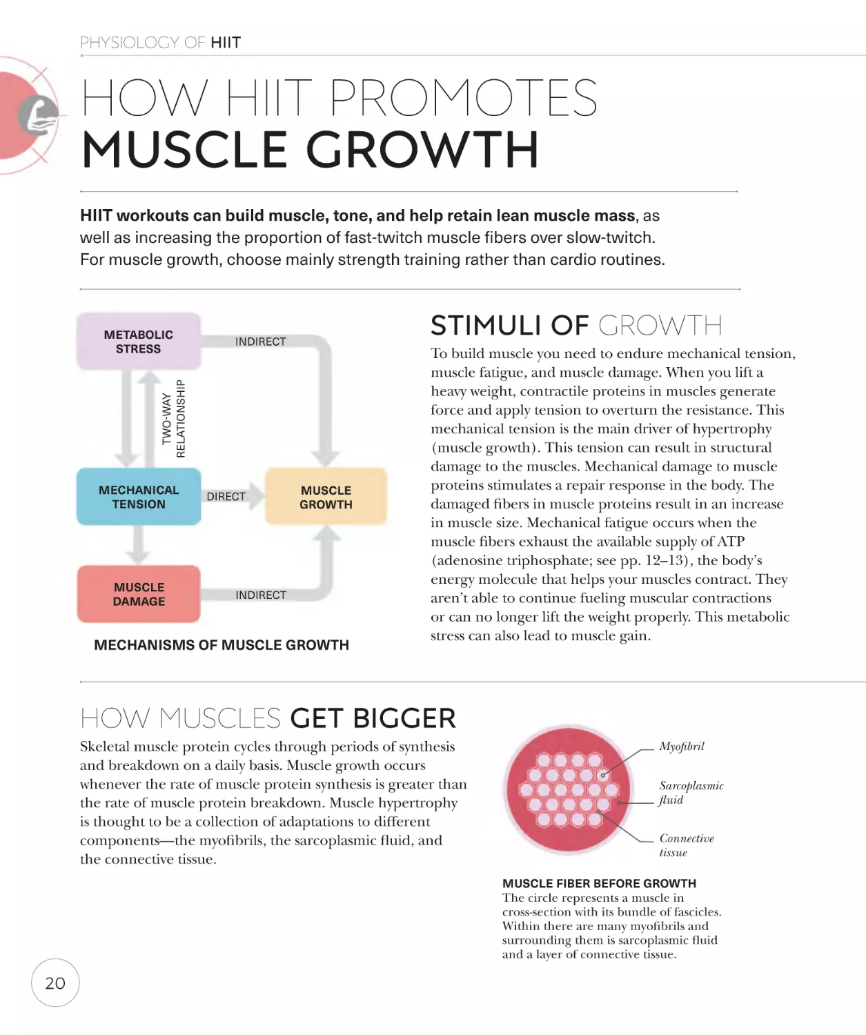 How HIIT promotes muscle growth 20