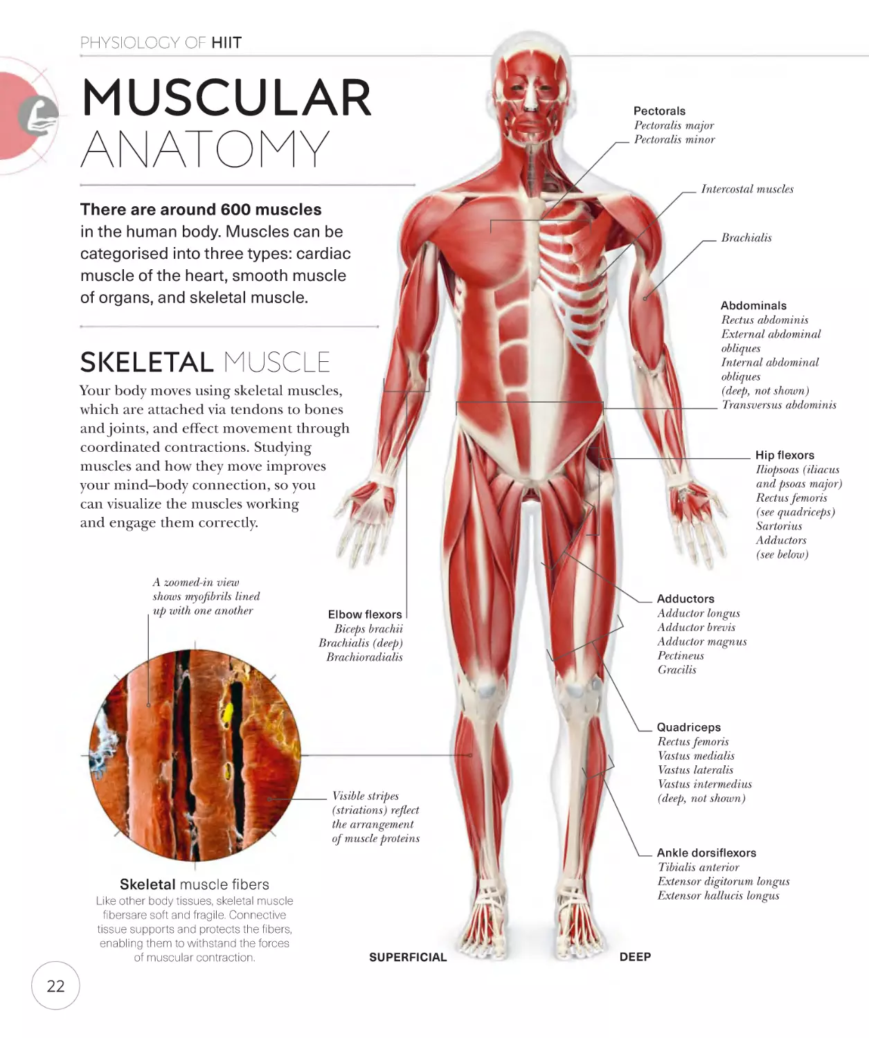 Muscular anatomy 22