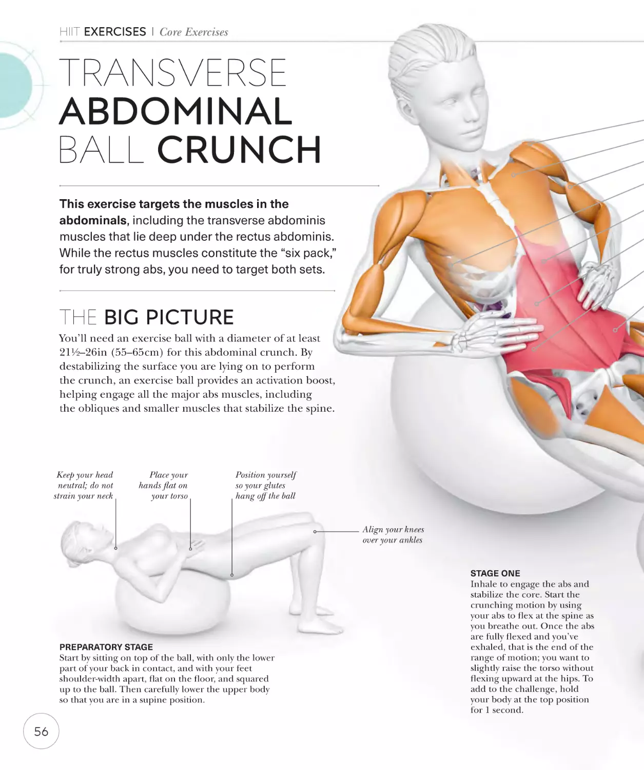 Transverse abdominal ball crunch