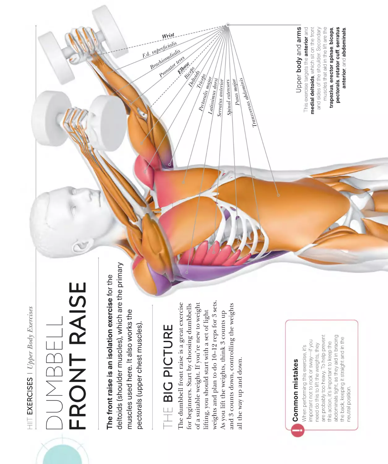 Dumbbell front raise