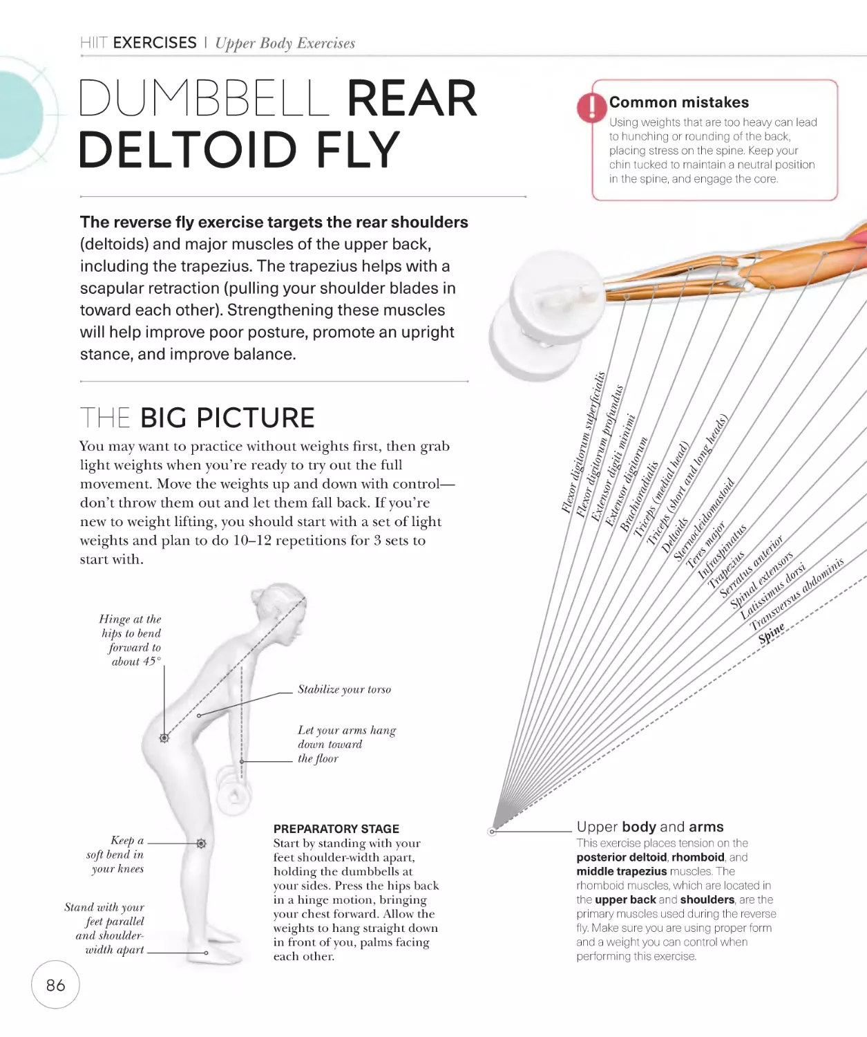 Dumbbell rear deltoid fly