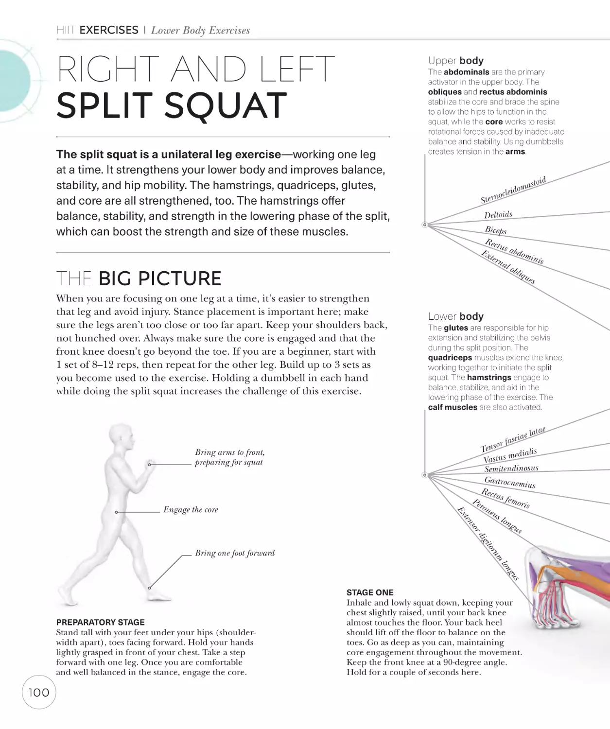 Right and left split squat