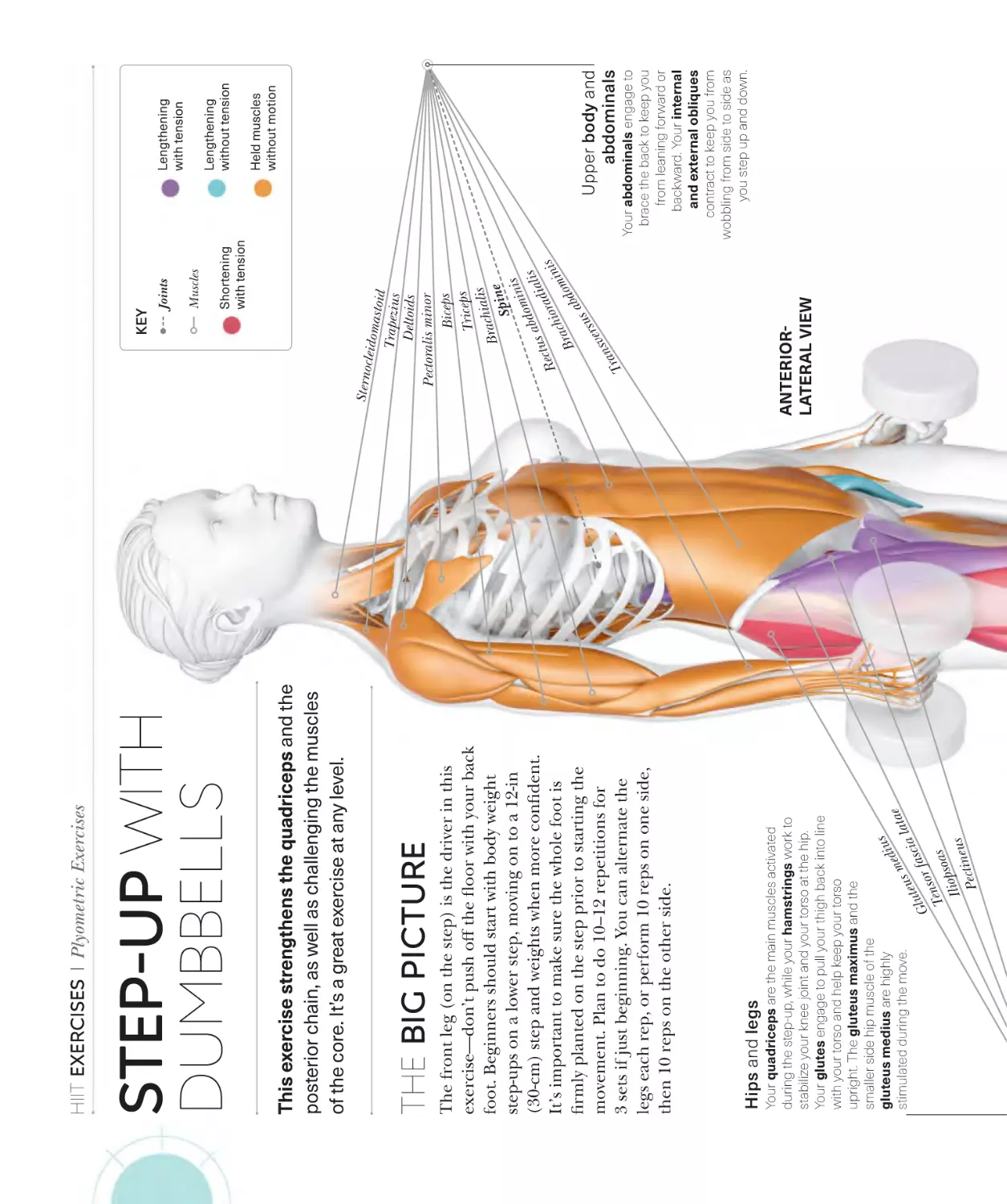 Step-up with dumbbells