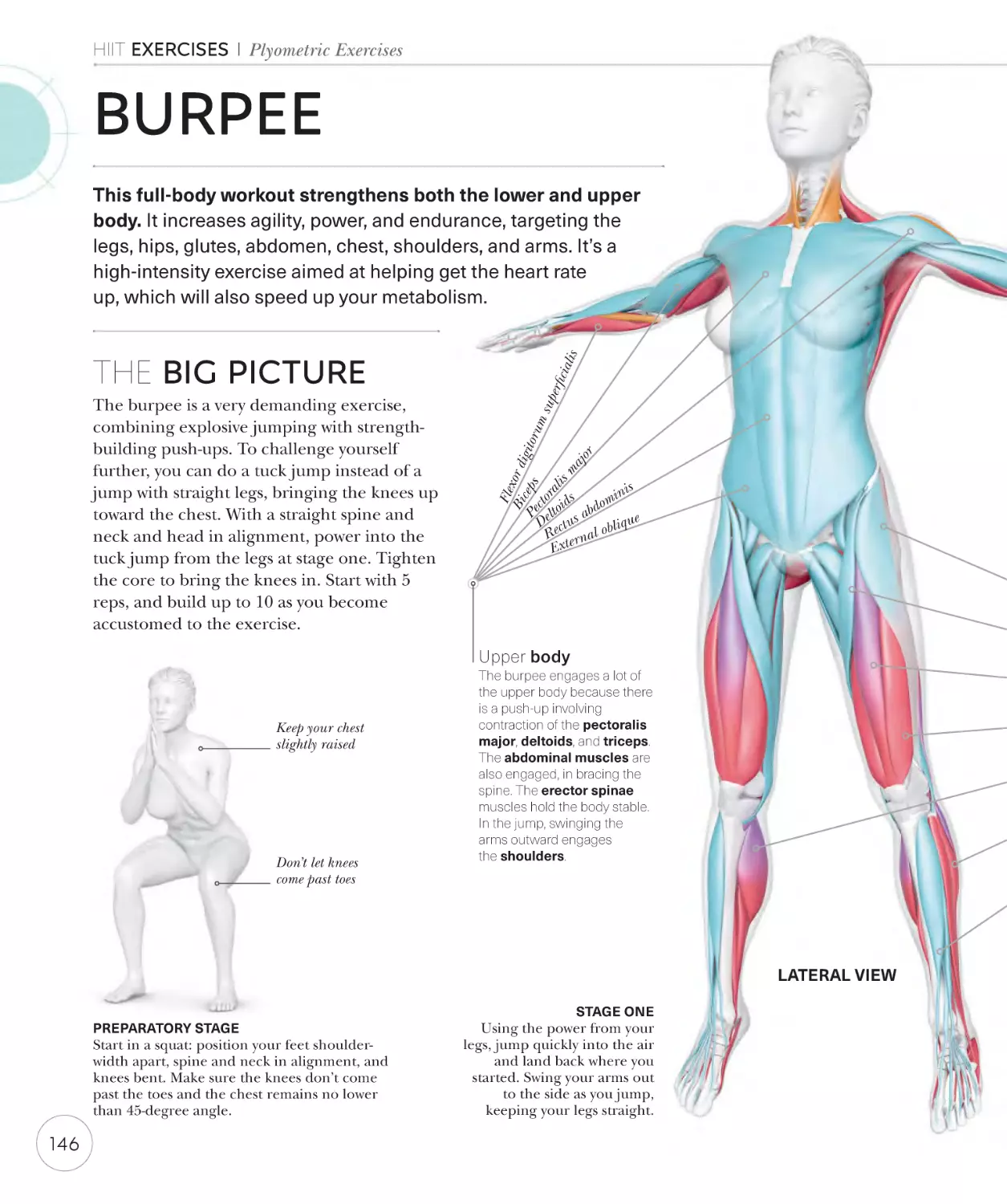 Burpee