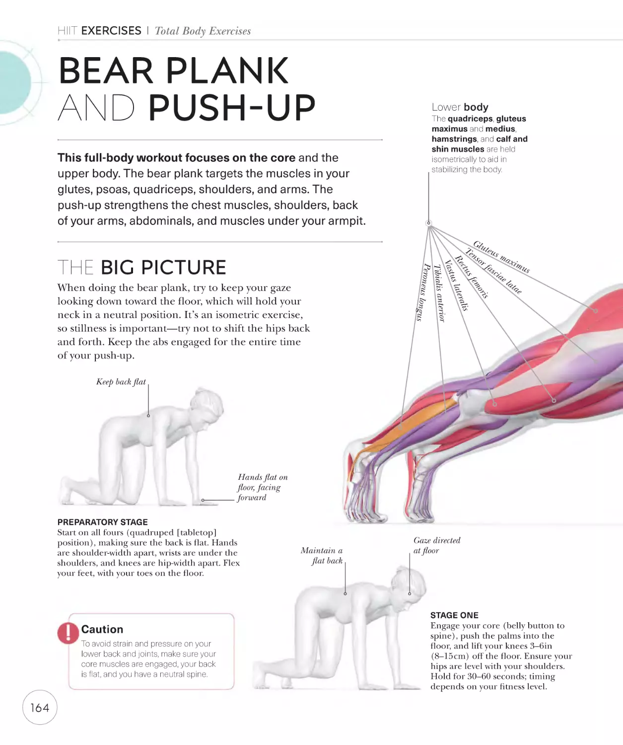 Bear plank and push-up