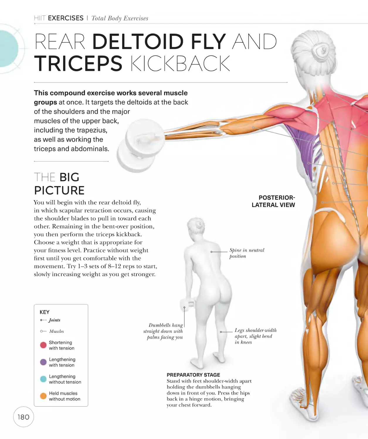 Rear deltoid fly and triceps kickback