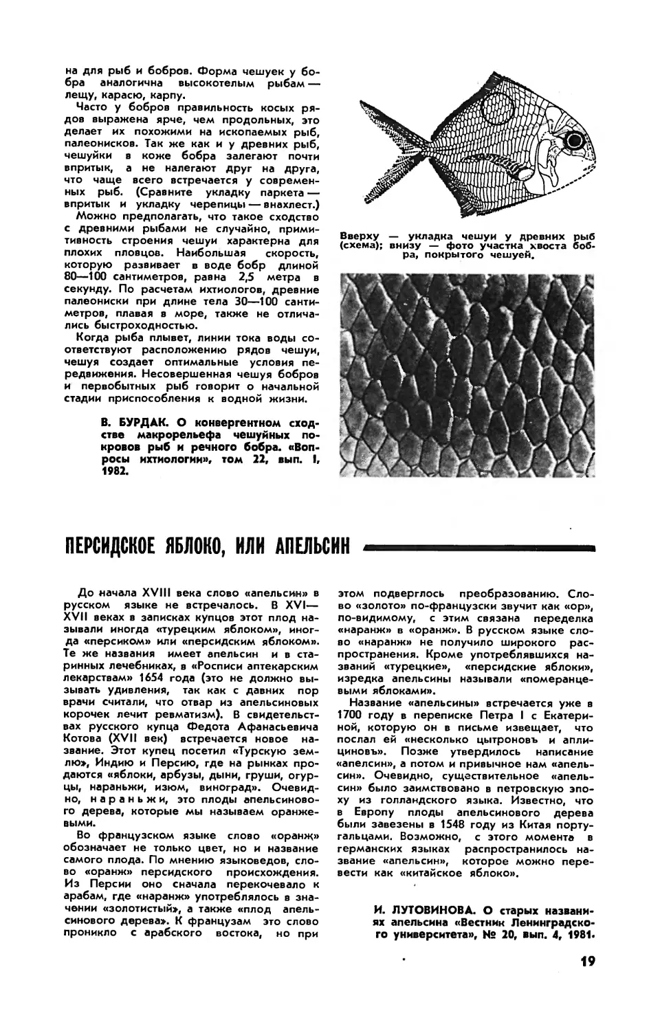 Персидское яблоко, или апельсин