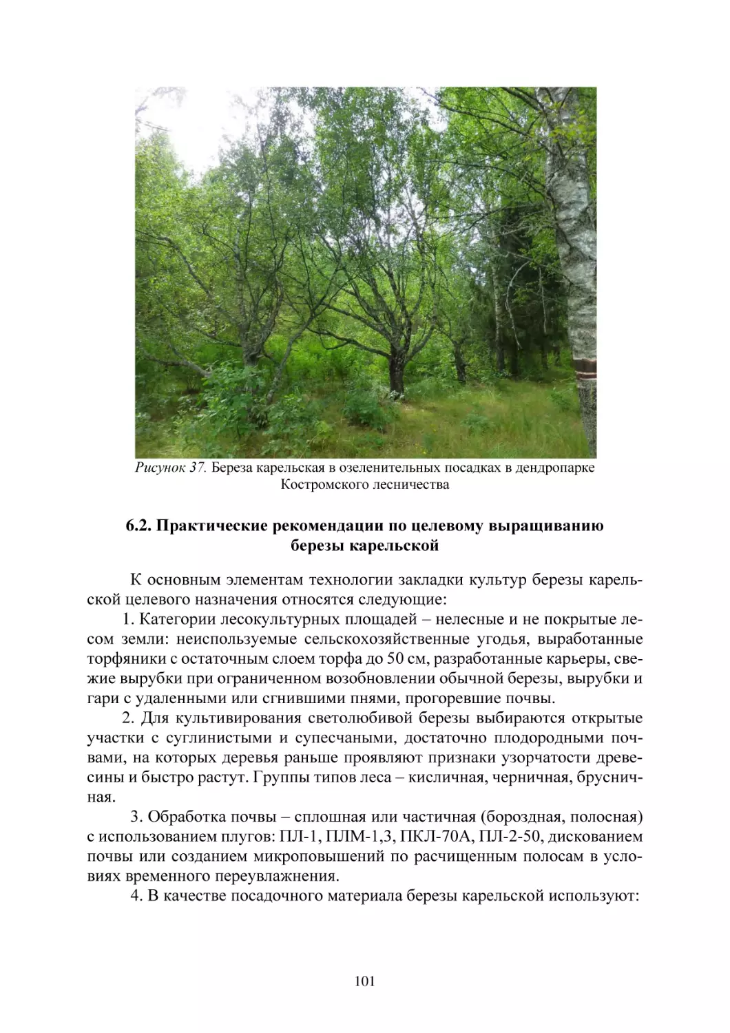 6.2. Практические рекомендации по целевому выращиванию березы карельской