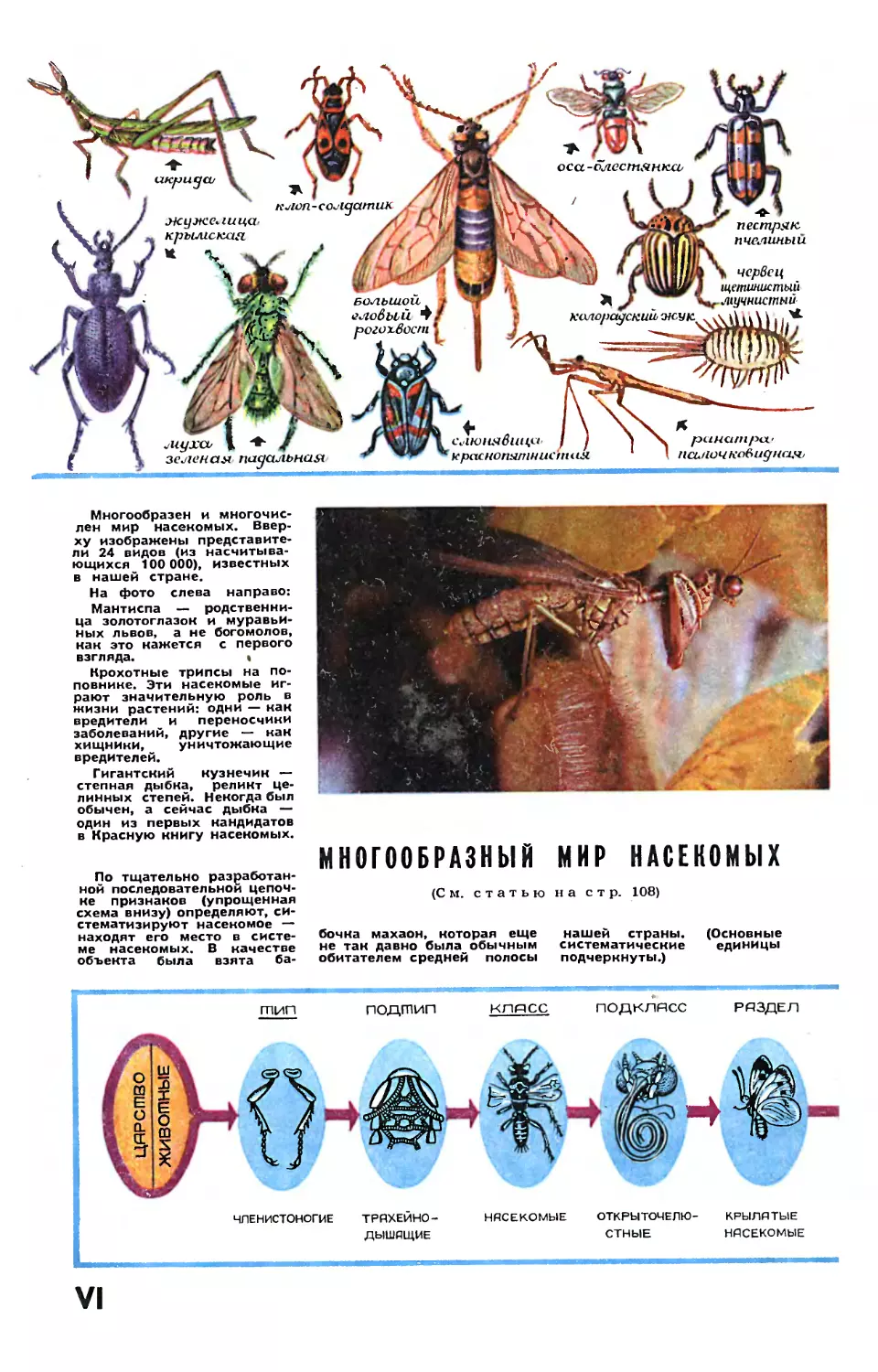 Фото В. Такасийчука, рис. Ю. Чеснокова — Многообразный мир насекомых.