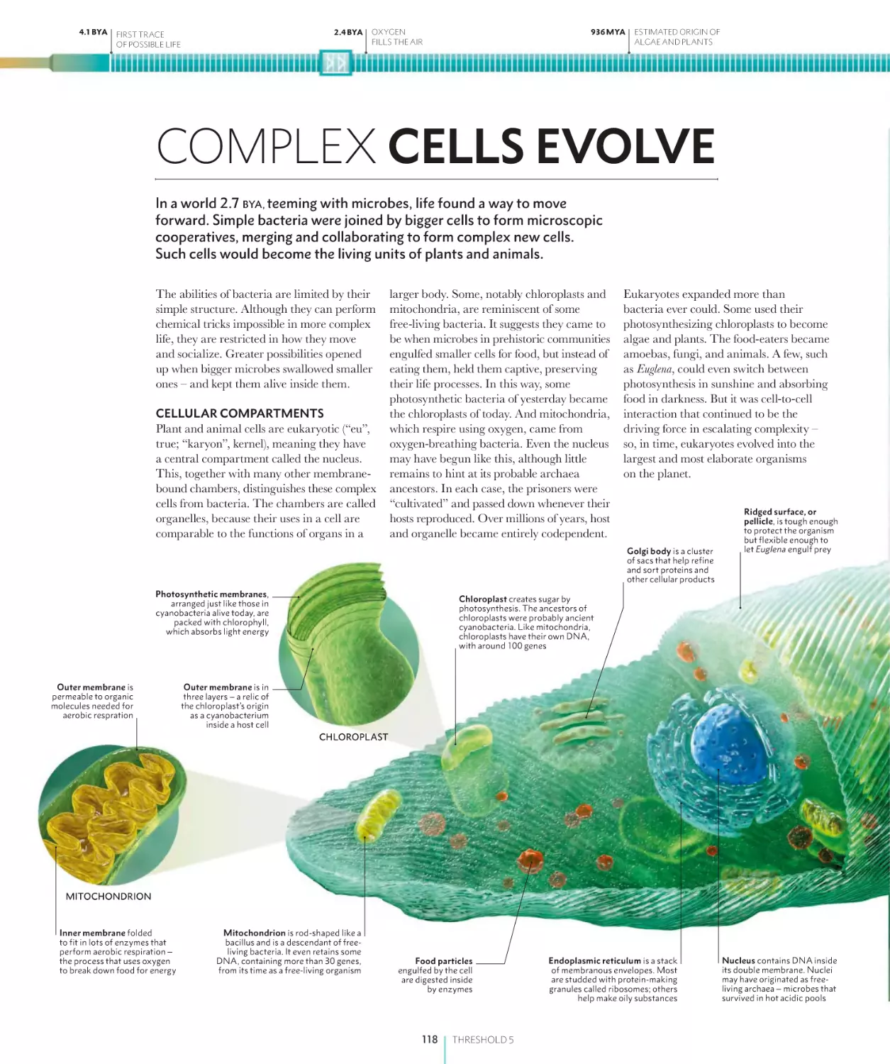 COMPLEX CELLS EVOLVE