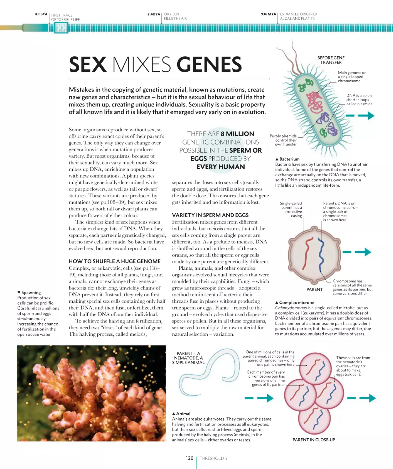 SEX MIXES GENES