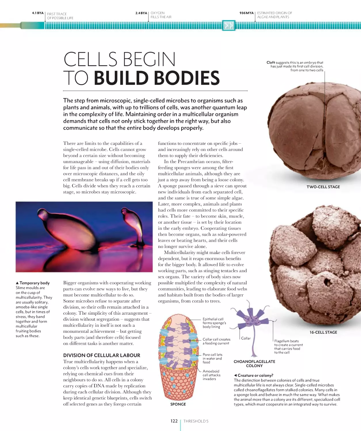 CELLS BEGIN TO BUILD BODIES