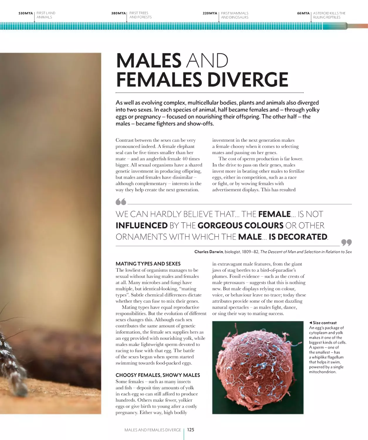 MALES AND FEMALES DIVERGE