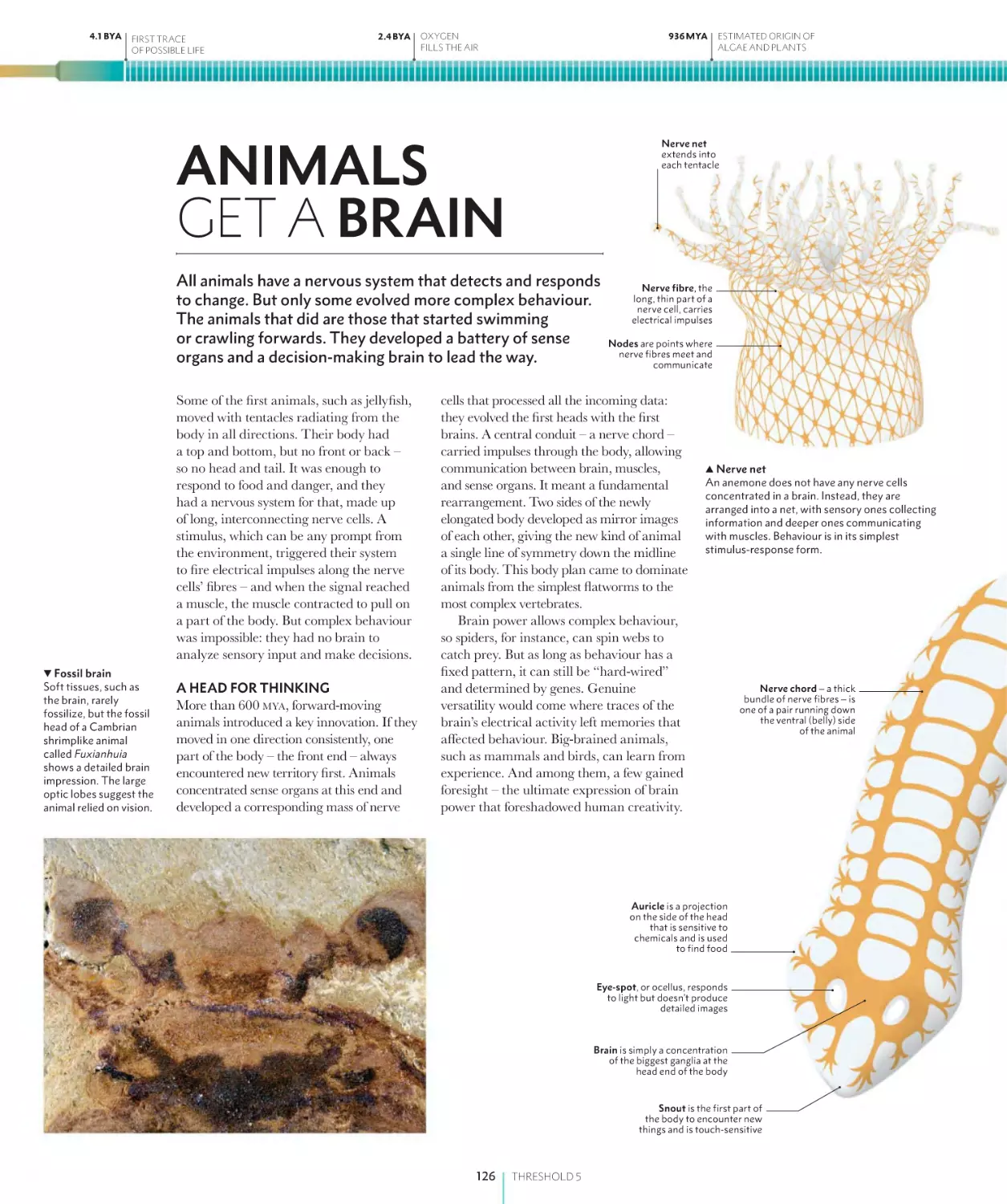 ANIMALS GET A BRAIN