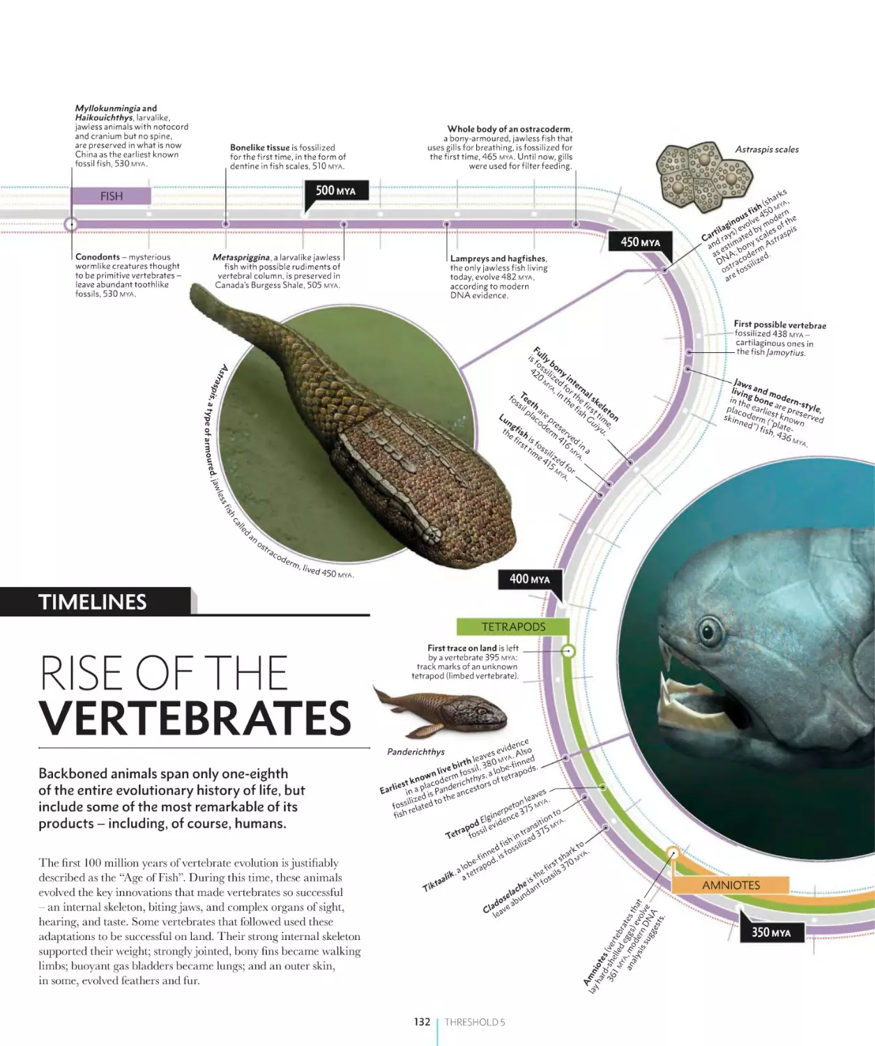 RISE OF THE VERTEBRATES