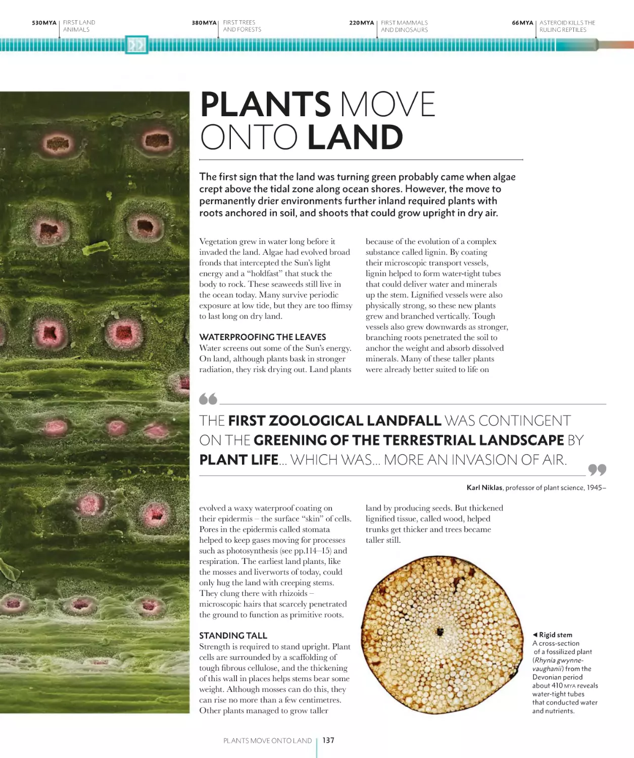 PLANTS MOVE ONTO LAND