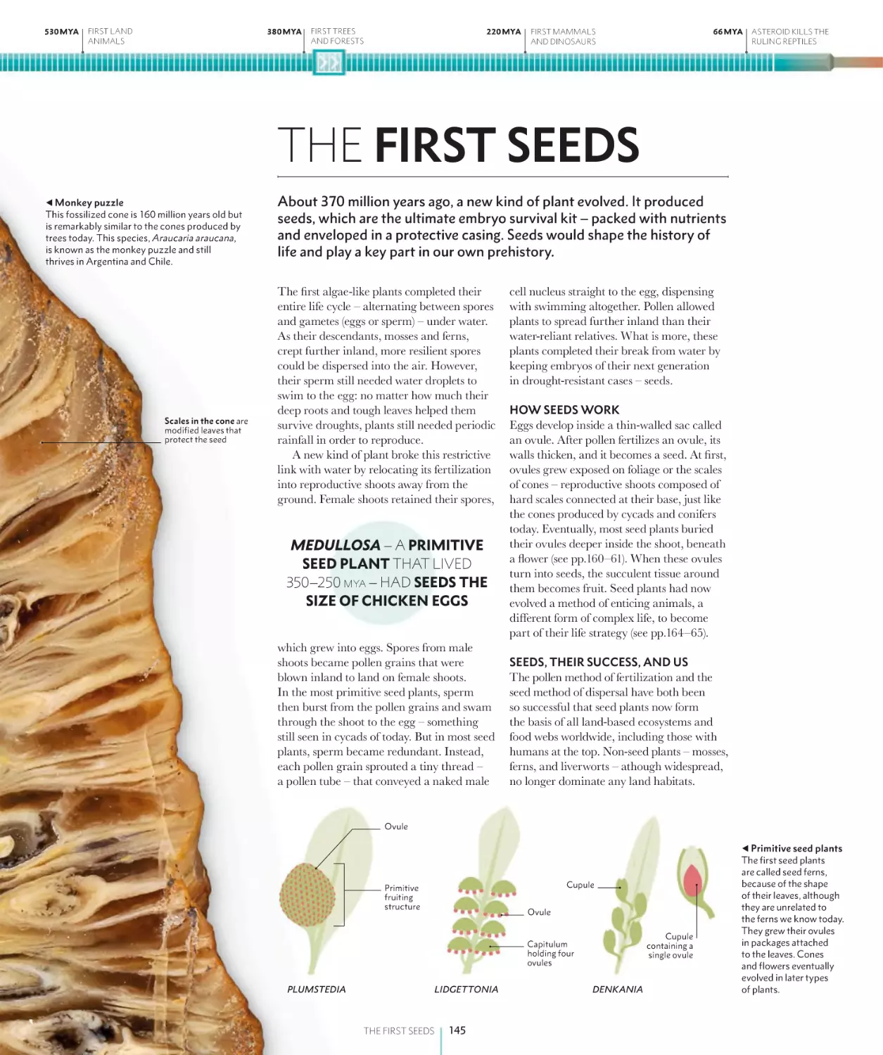 THE FIRST SEEDS