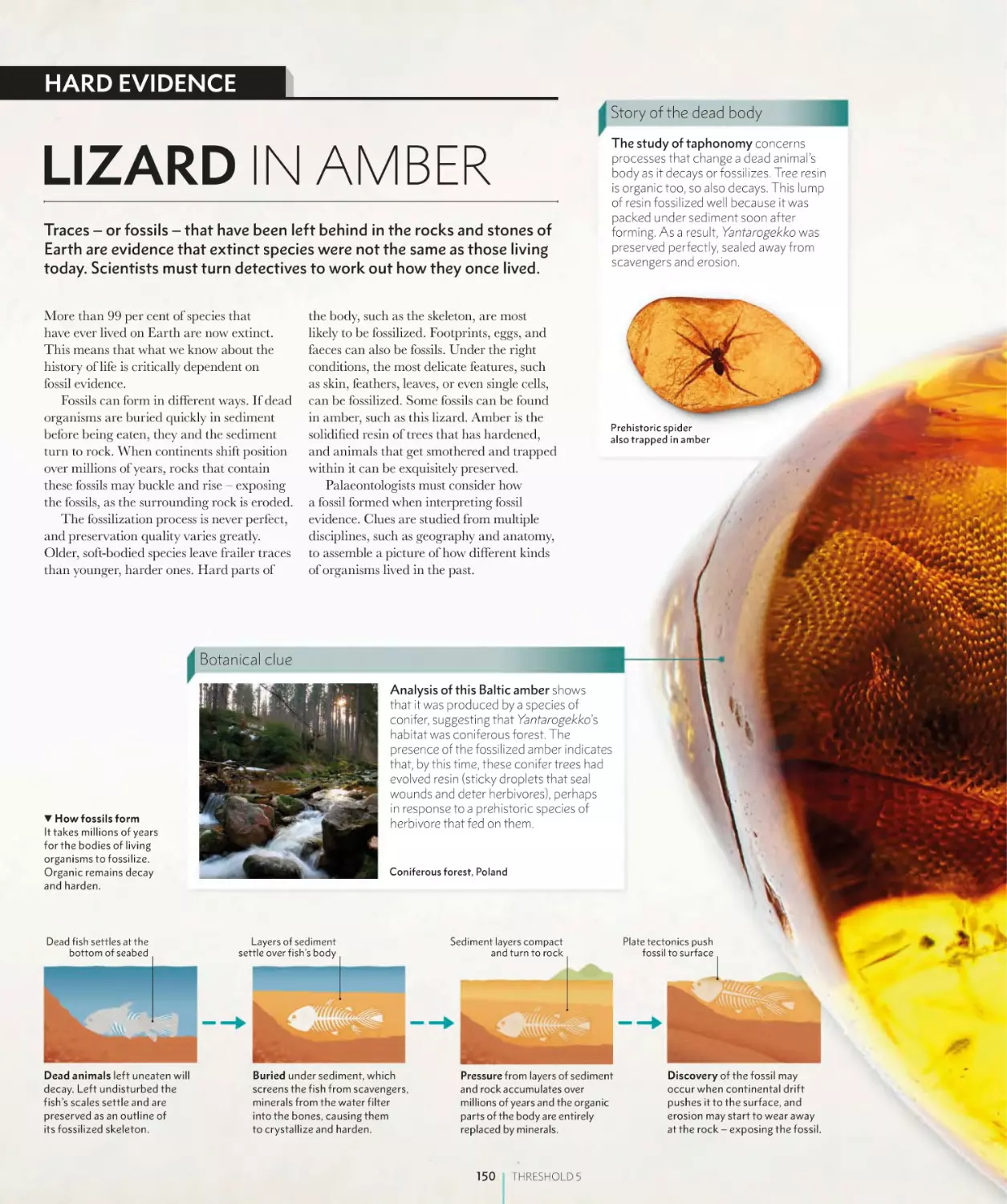 LIZARD IN AMBER