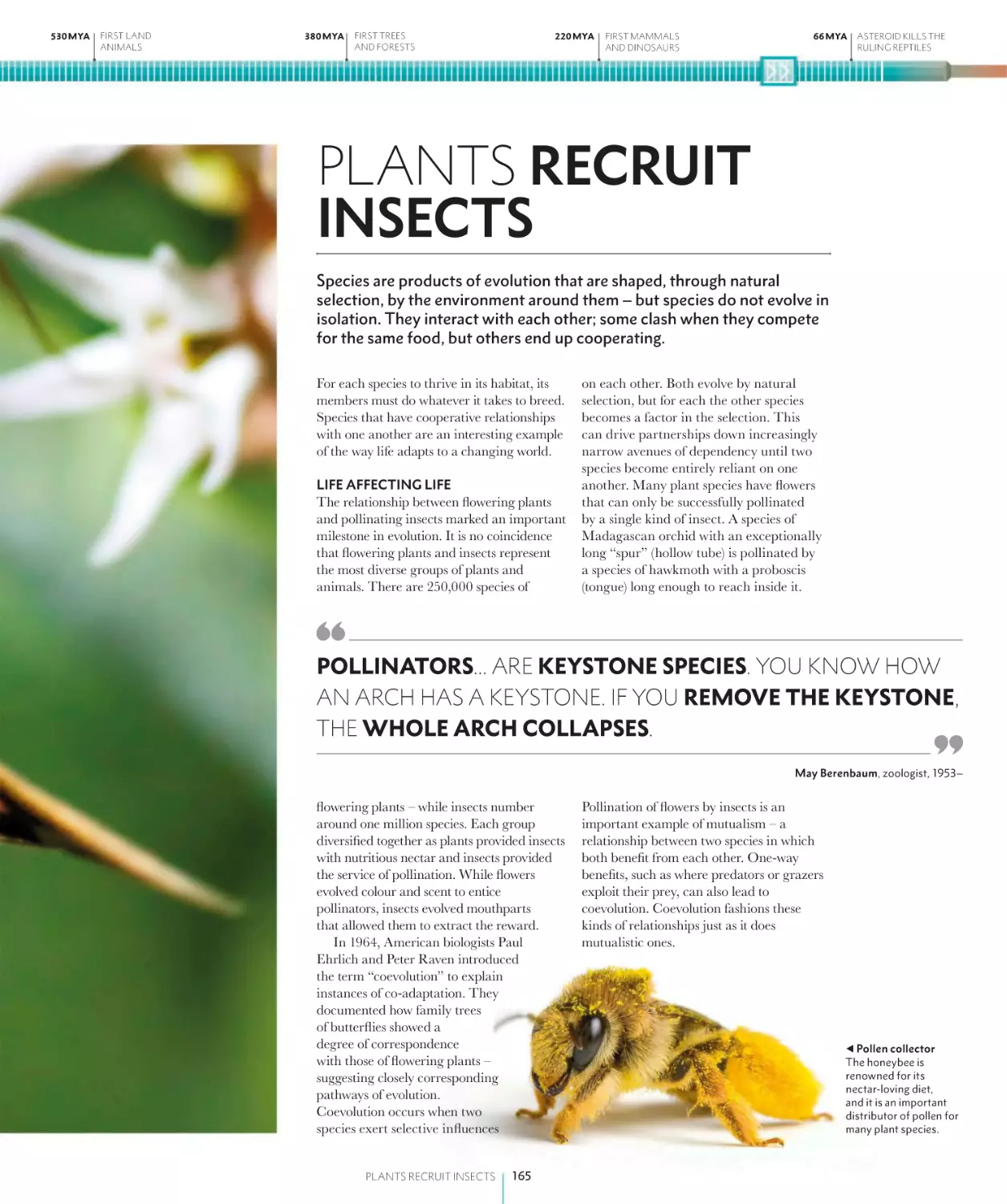 PLANTS RECRUIT INSECTS