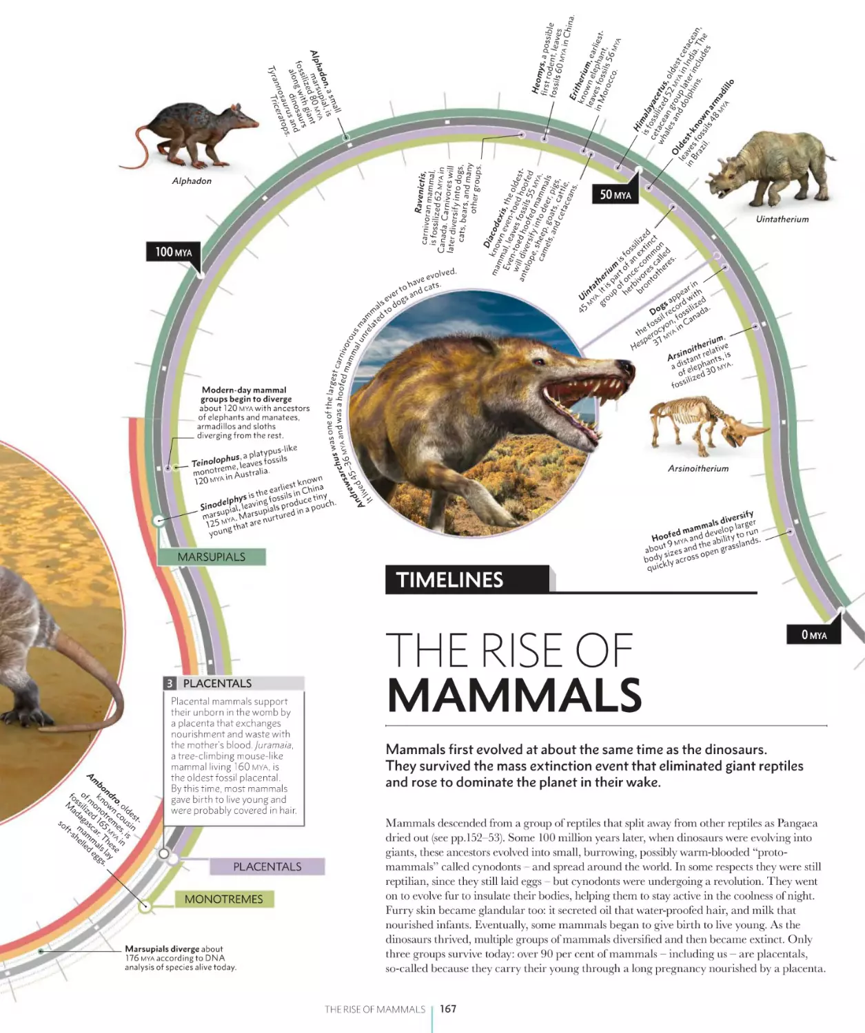 THE RISE OF MAMMALS