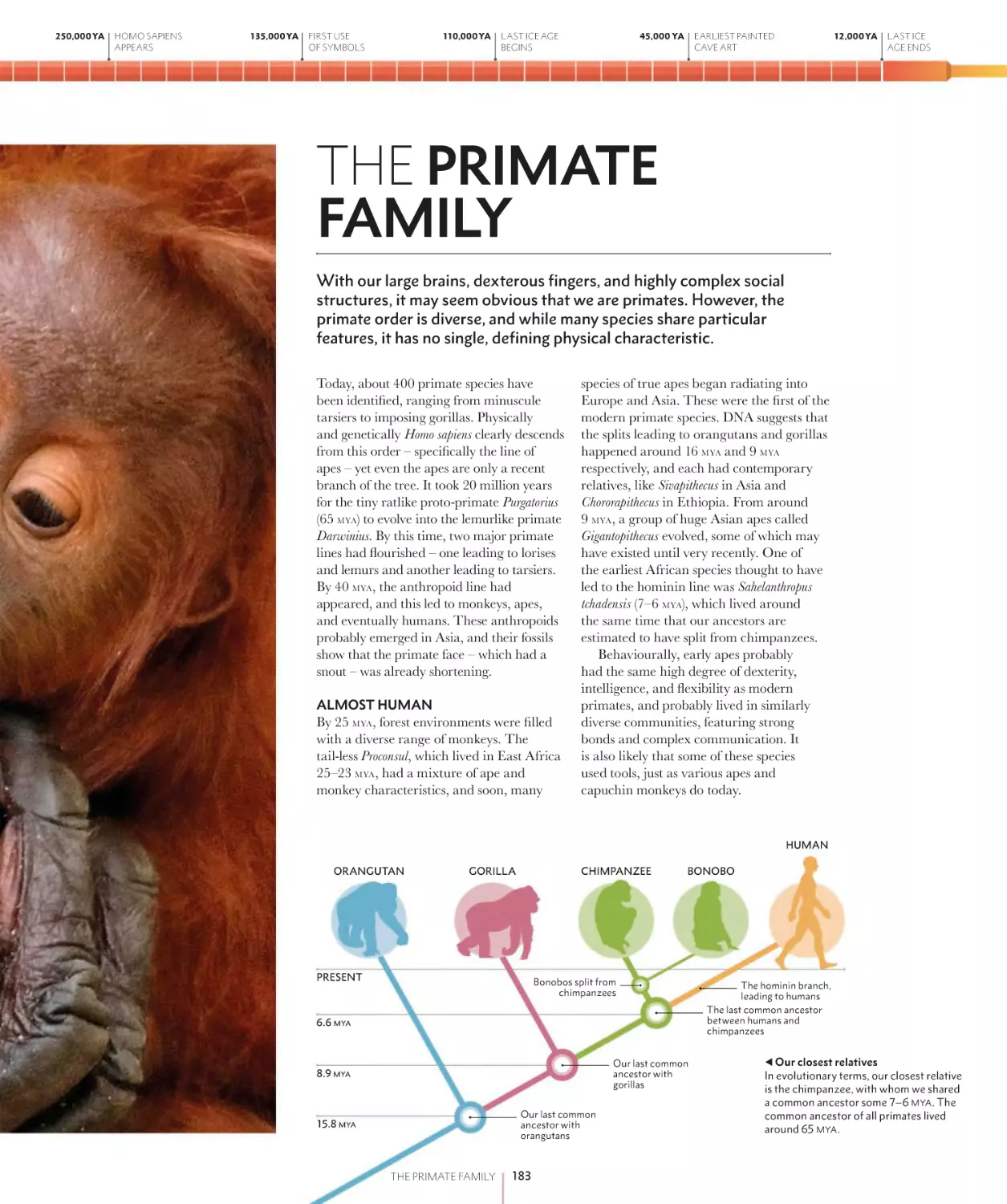 THE PRIMATE FAMILY