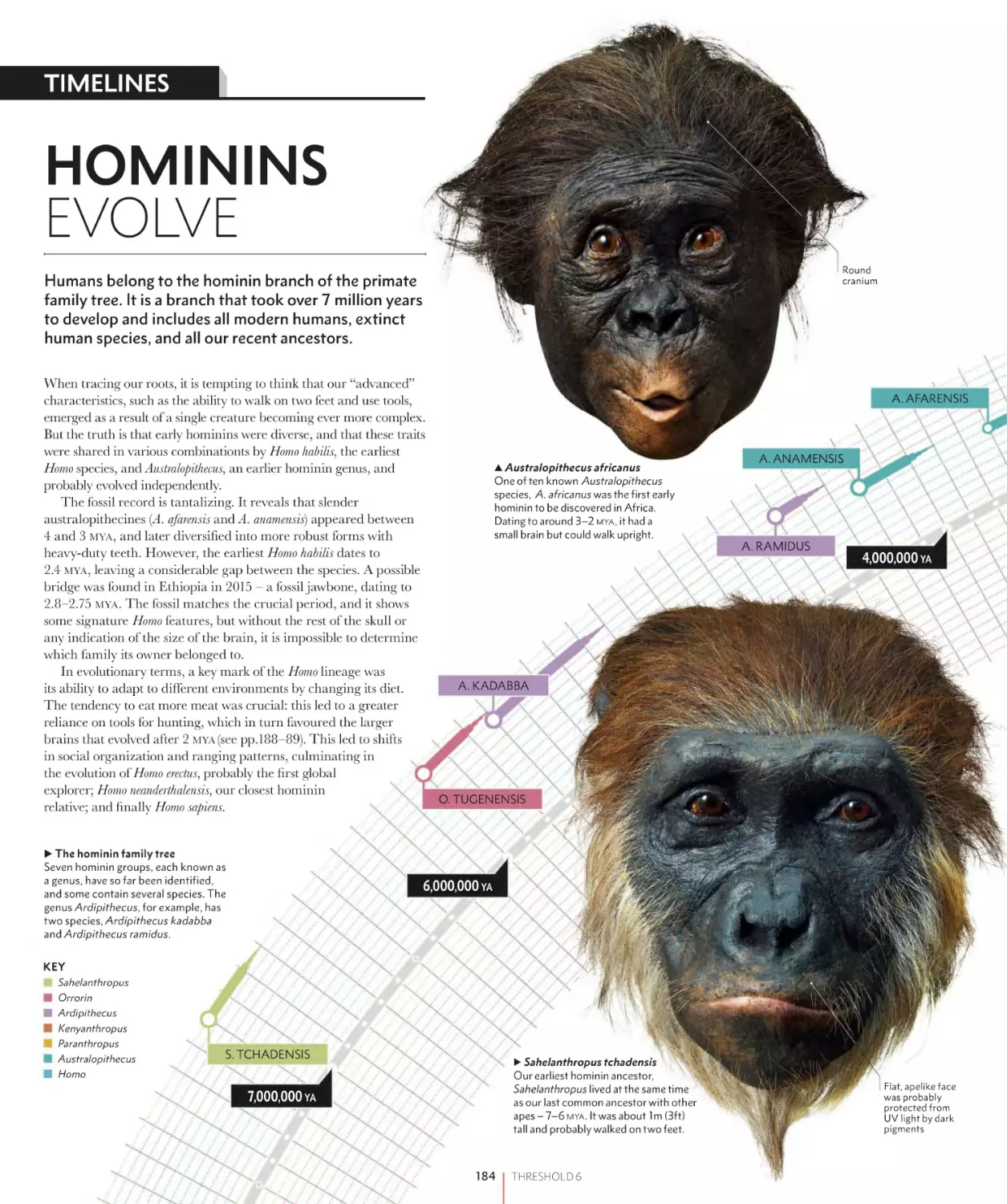 HOMININS EVOLVE