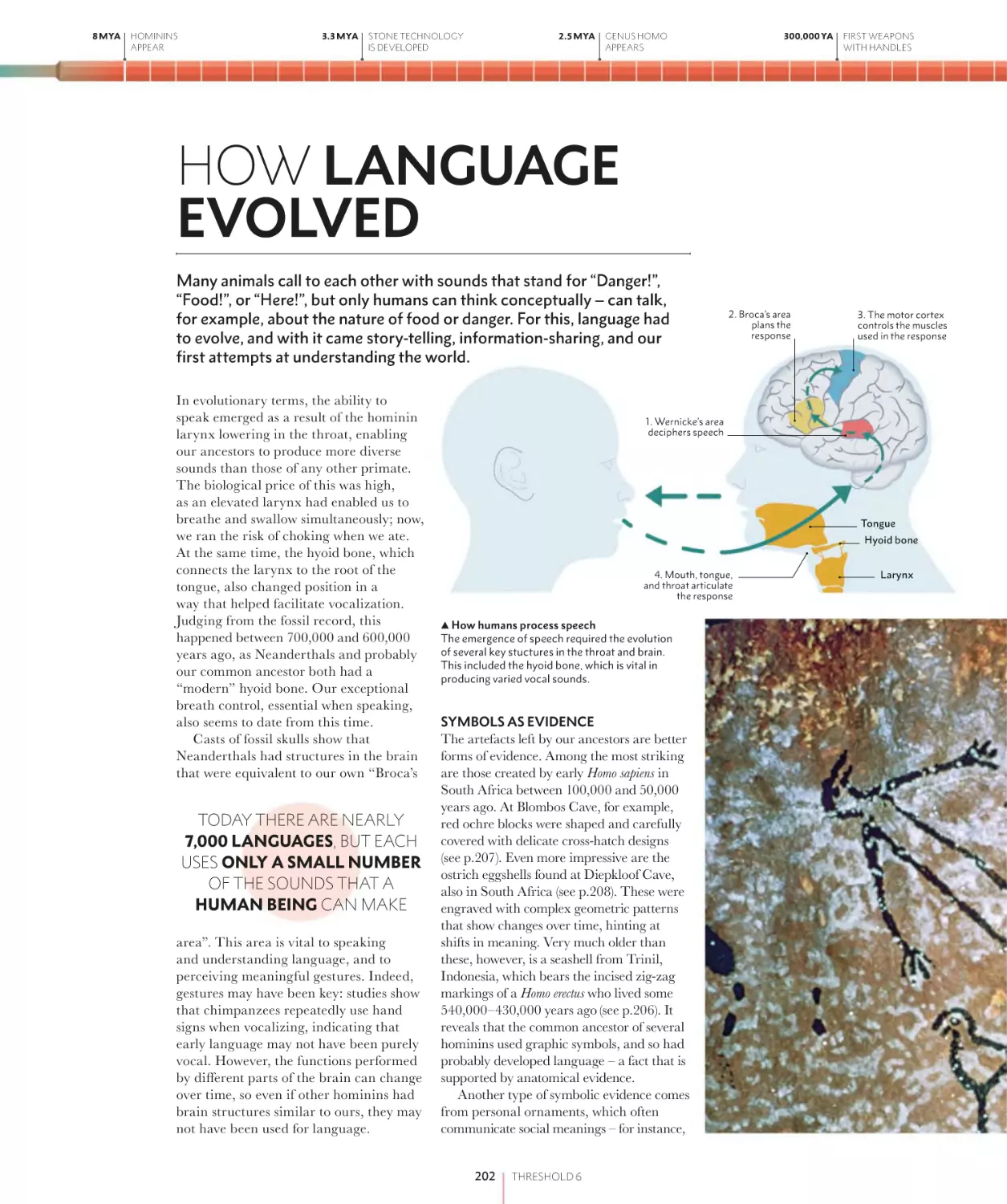 HOW LANGUAGE EVOLVED