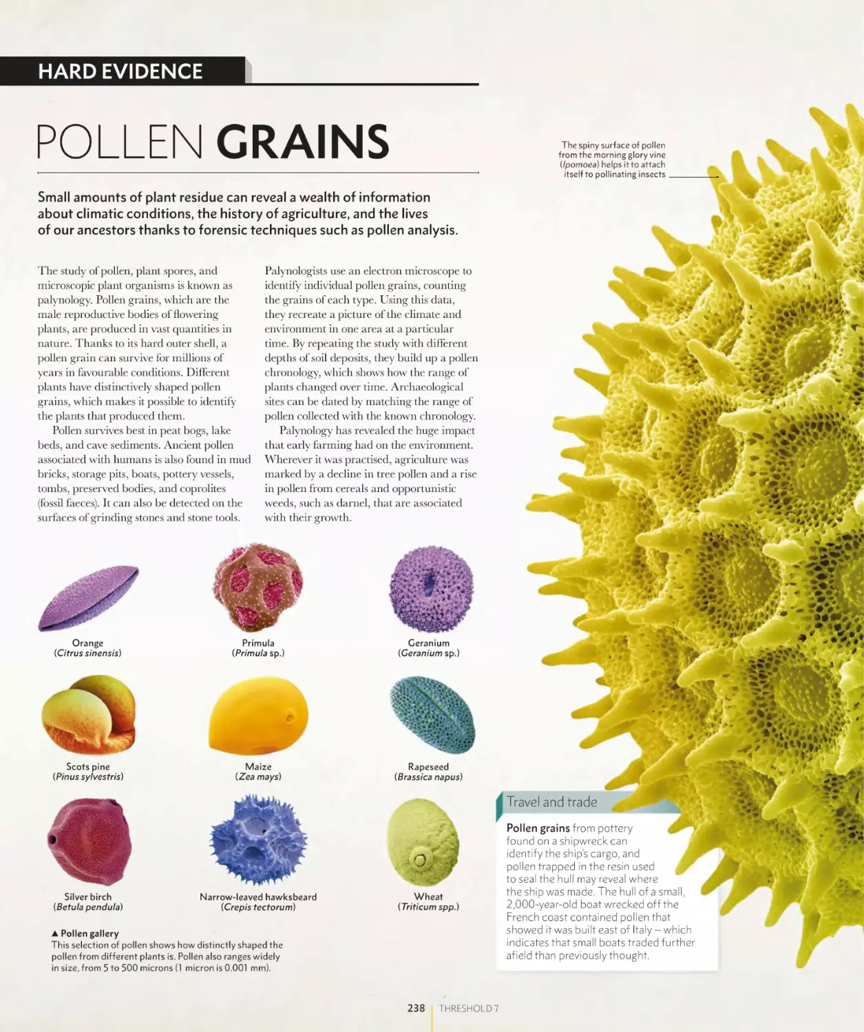 POLLEN GRAINS