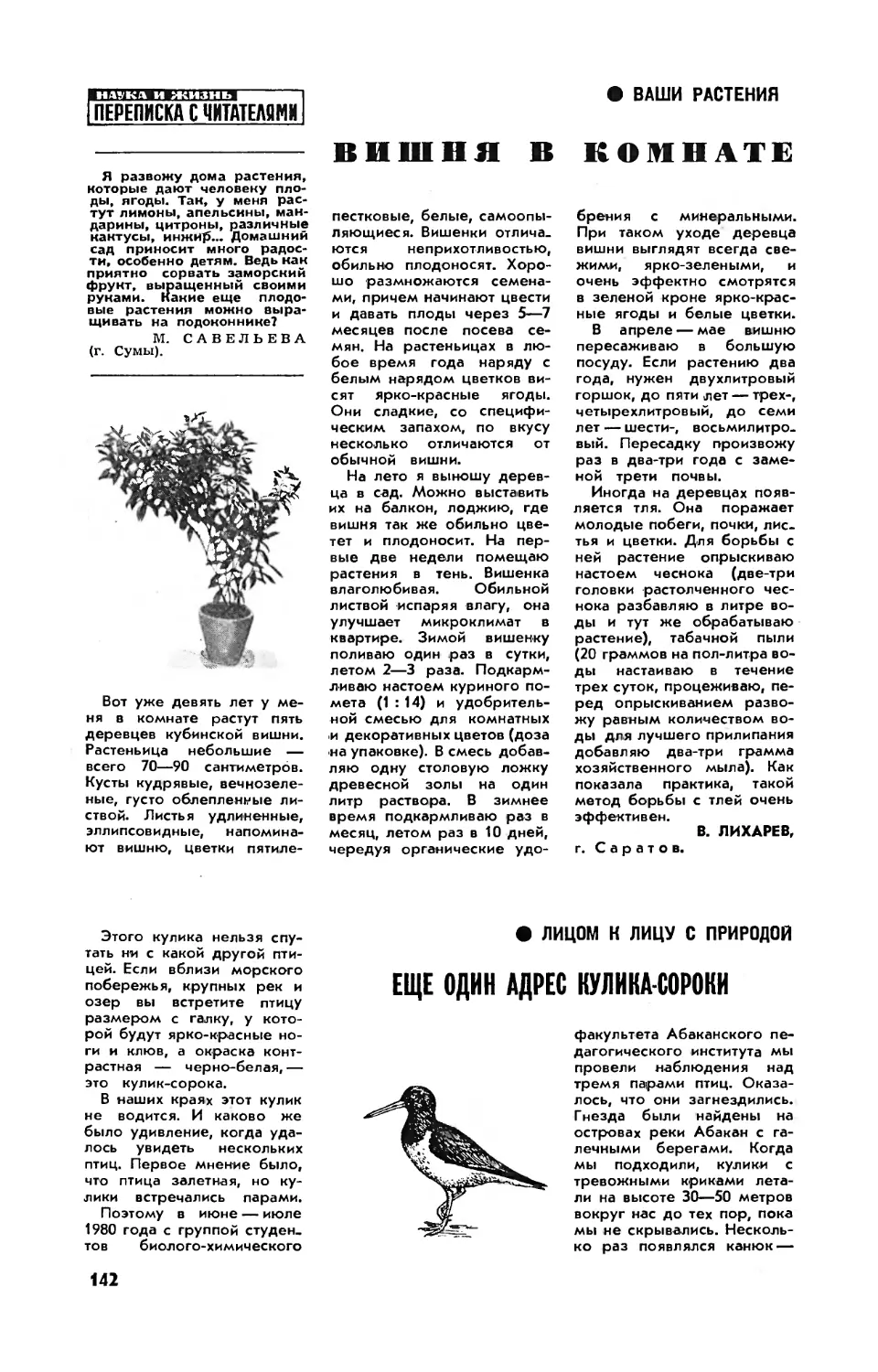 [Ваши растения] — В. ЛИХАРЕВ — Вишня в комнате
[Лицом к лицу с природой] — Н. КОХАНОВСКИЙ, канд. биол. наук — Еще один адрес кулика-сороки