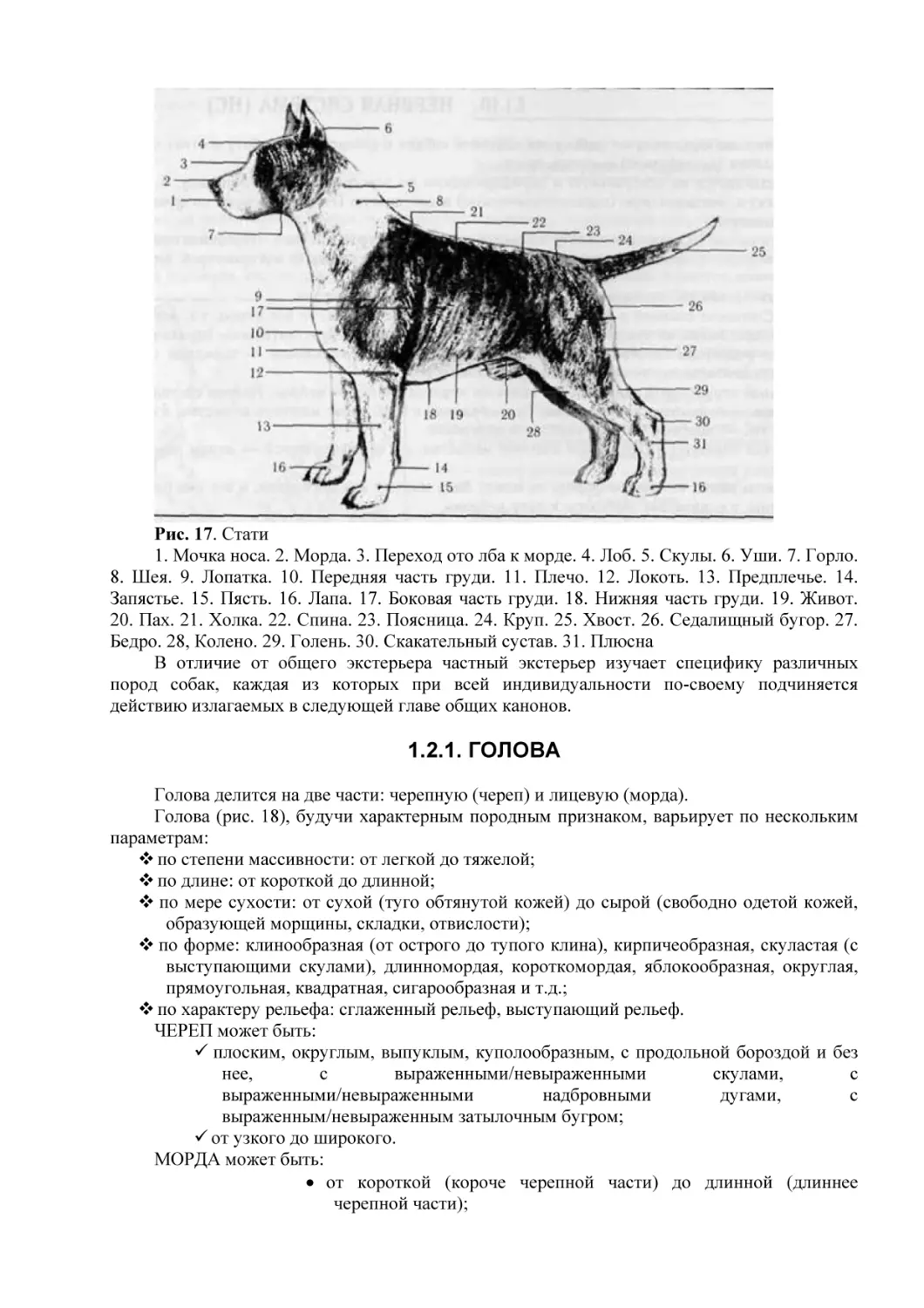 1.2.1. ГОЛОВА