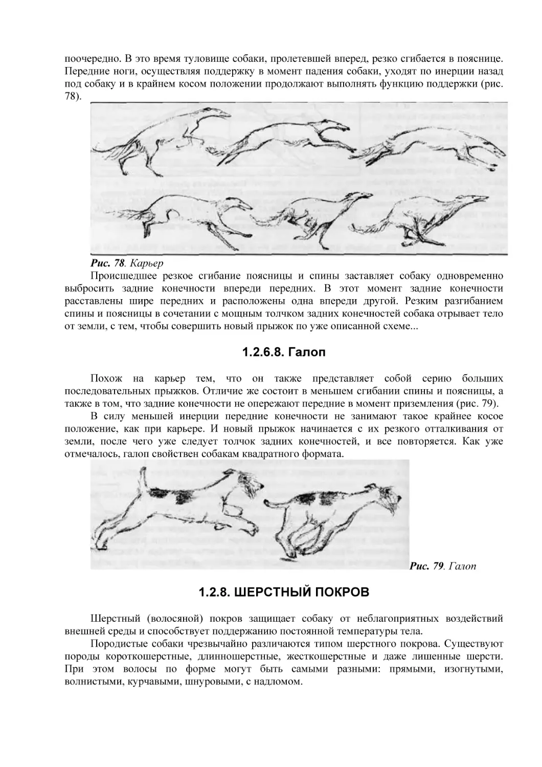 1.2.6.8. Галоп
1.2.8. ШЕРСТНЫЙ ПОКРОВ