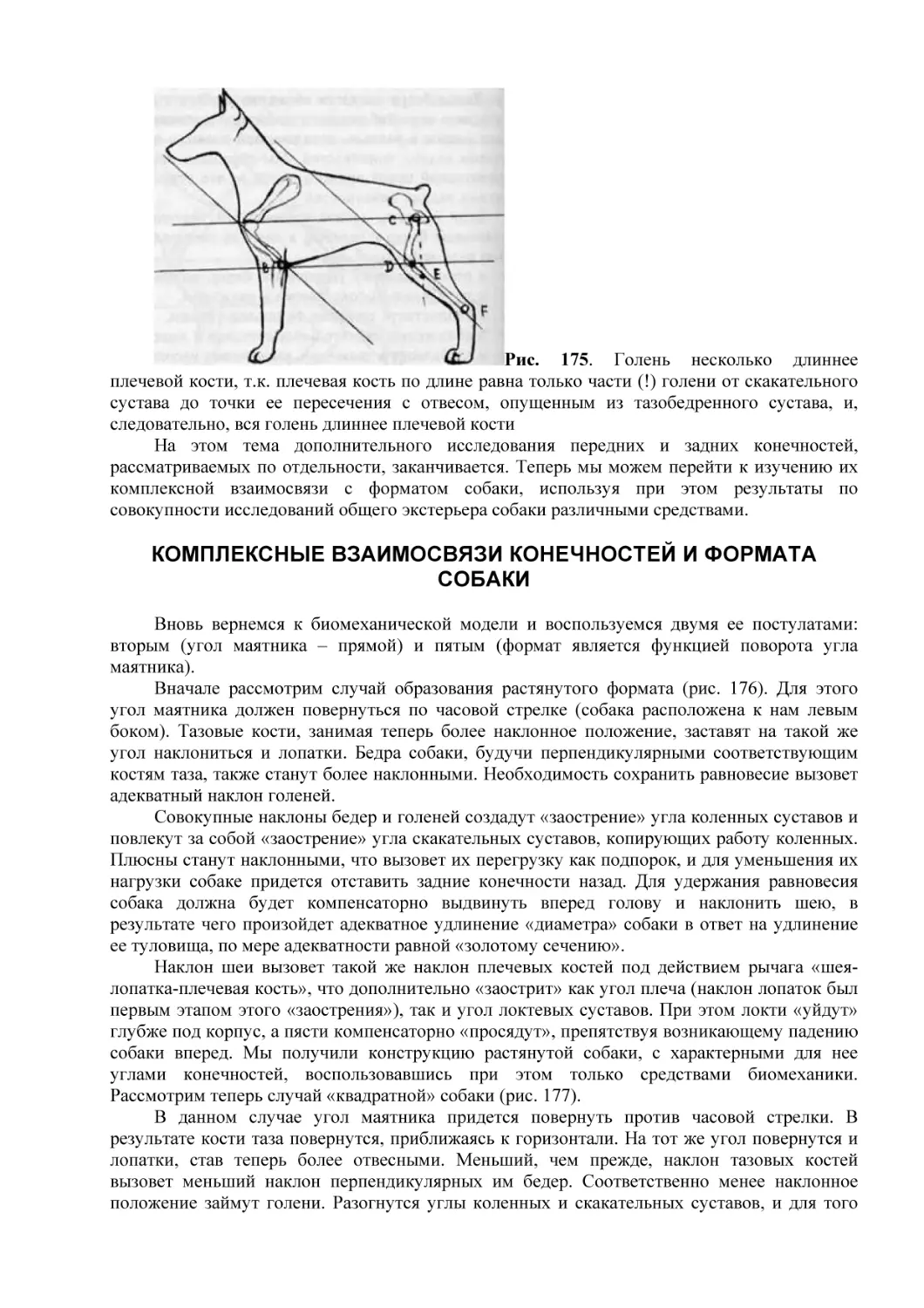 КОМПЛЕКСНЫЕ ВЗАИМОСВЯЗИ КОНЕЧНОСТЕЙ И ФОРМАТА СОБАКИ