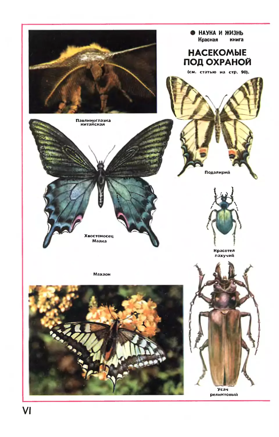 Рис. М. Аверьянова — Насекомые под охраной.
