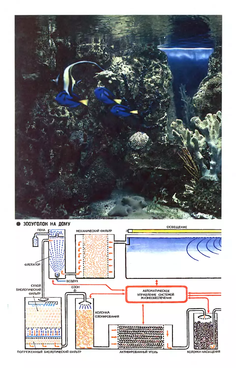 [Зооуголок на дому] — Рис. Э. Смолина — Морской аквариум