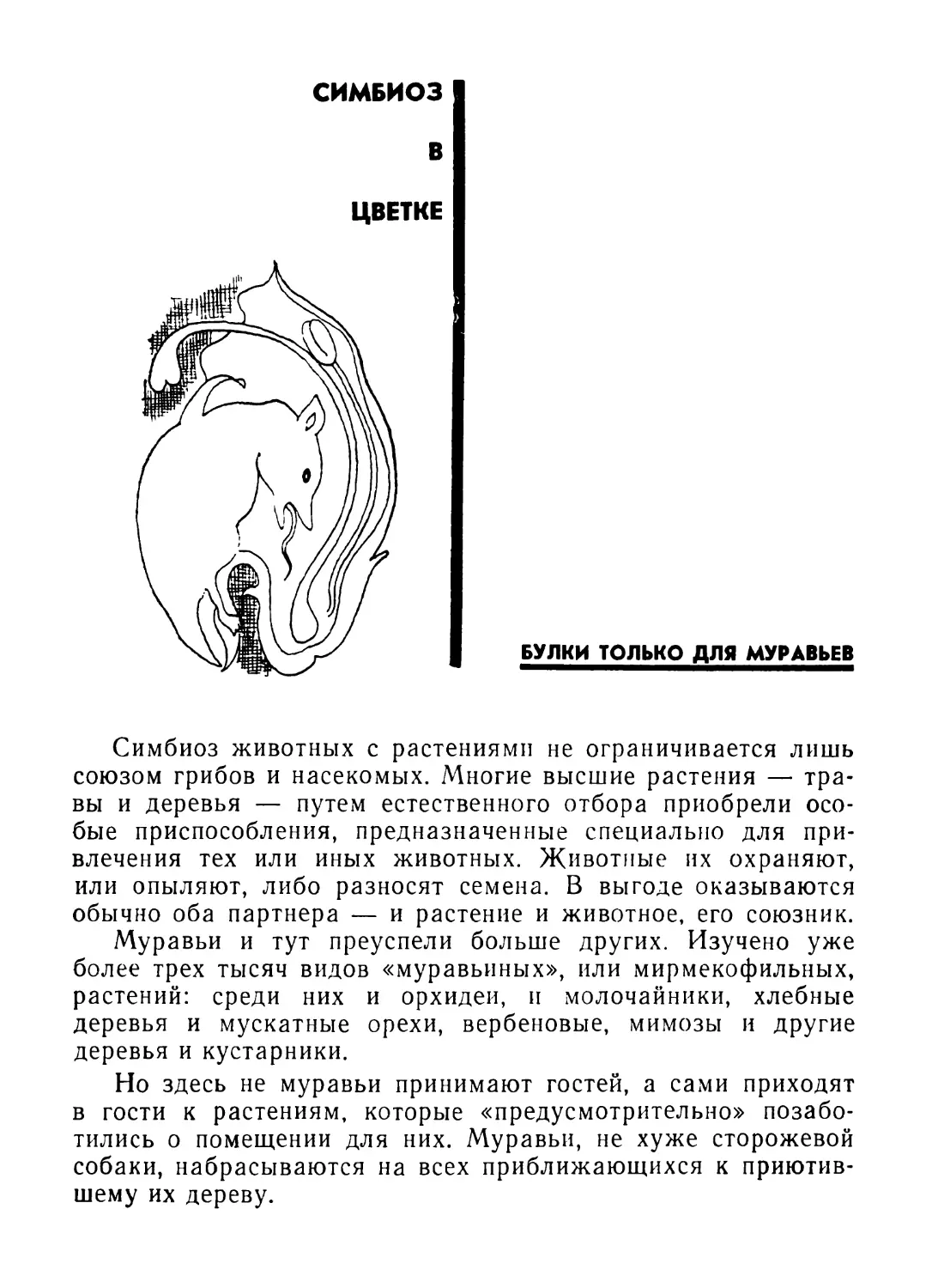 Симбиоз в цветке