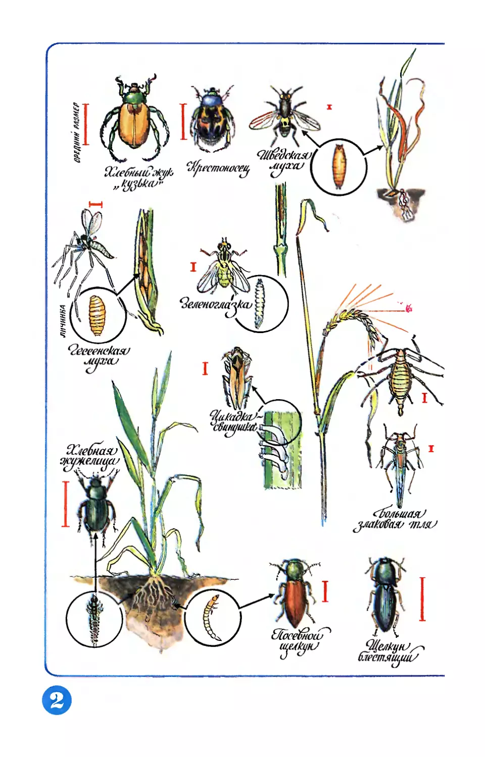 Рис. Э. Смолина — Вредители зерновых.