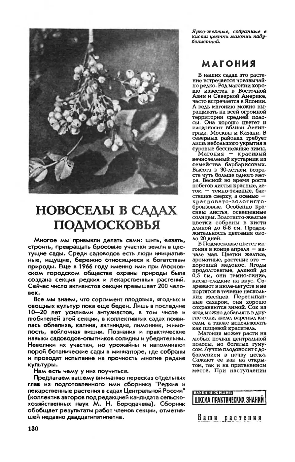 [Ваши растения] — Новоселы в садах Подмосковья
Ф. ГОЛУБЕВ — Магония