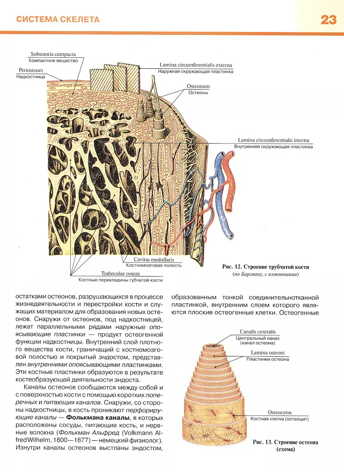 Мышцы задней стенки брюшной полости
Функции мышц живота