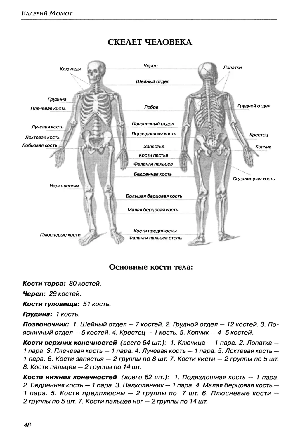 Скелет человека