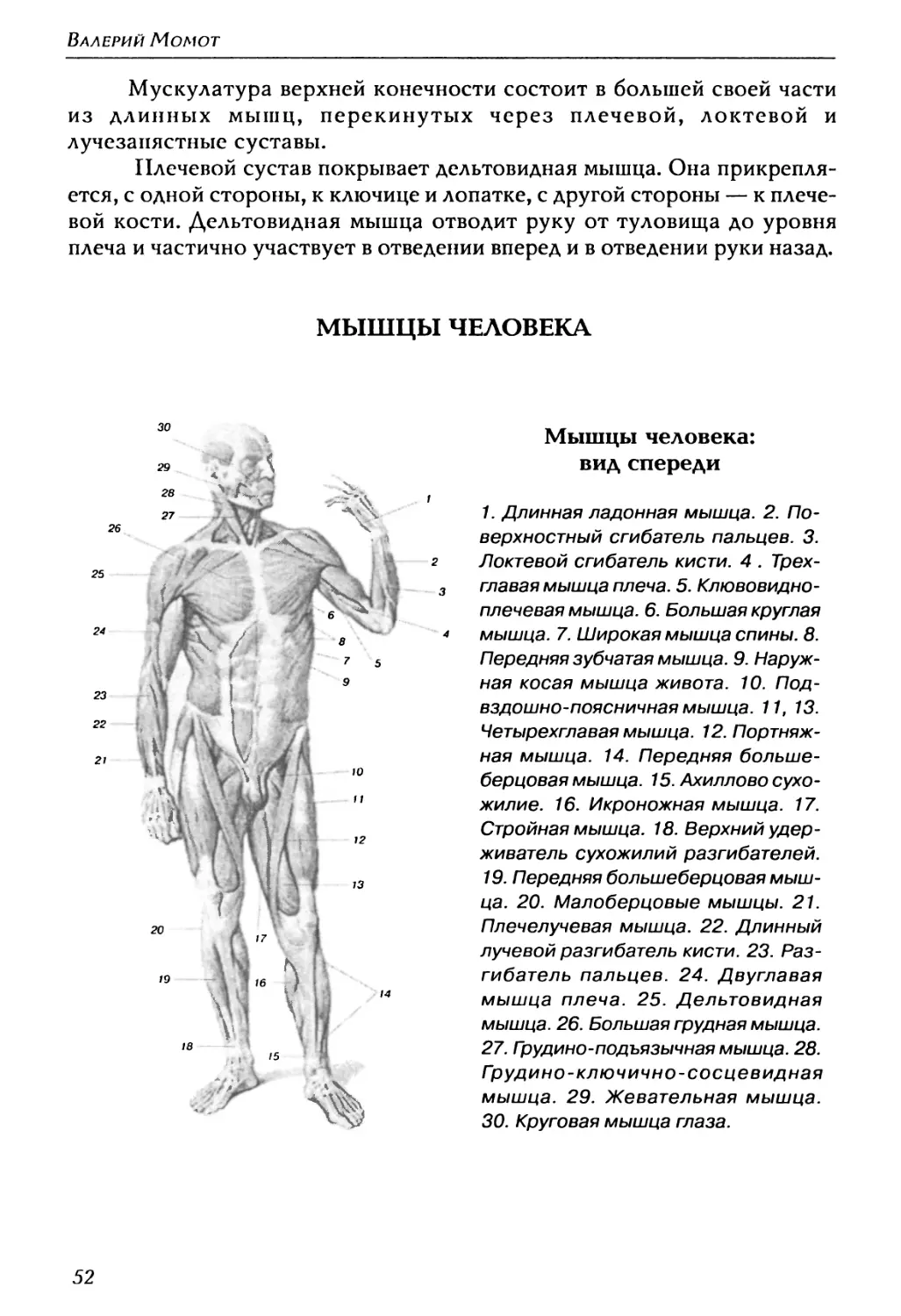 Мышцы человека