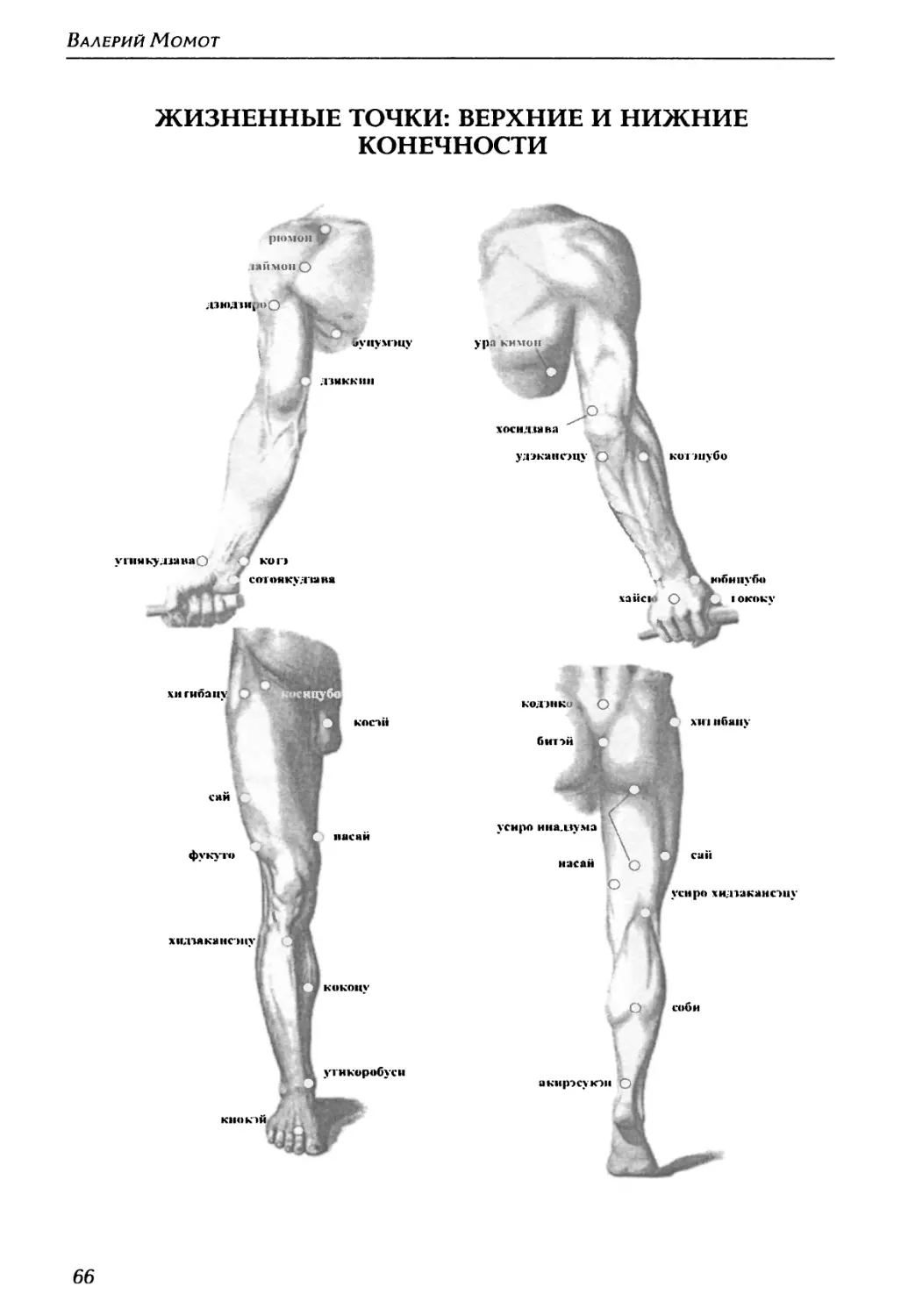 Жизненные точки: верхние и нижние конечности