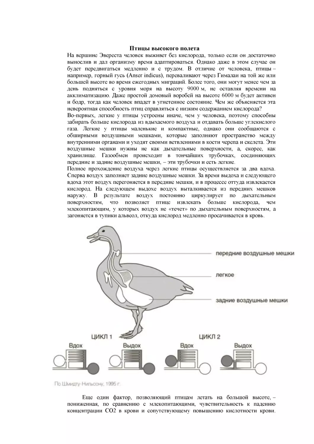 Птицы высокого полета