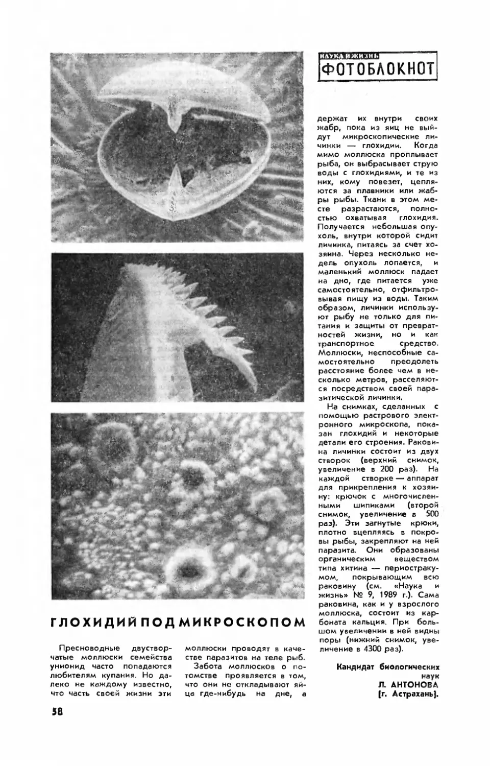 Л. АНТОНОВА, канд. биол. наук — Глохидий под микроскопом