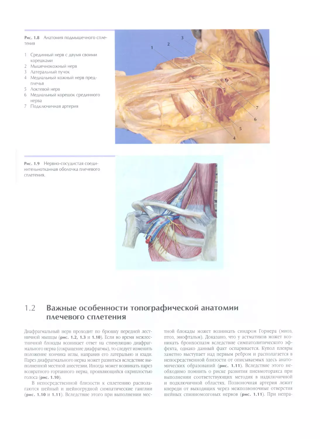 1.2. Важные особенности топографической анатомии плечевого сплетения