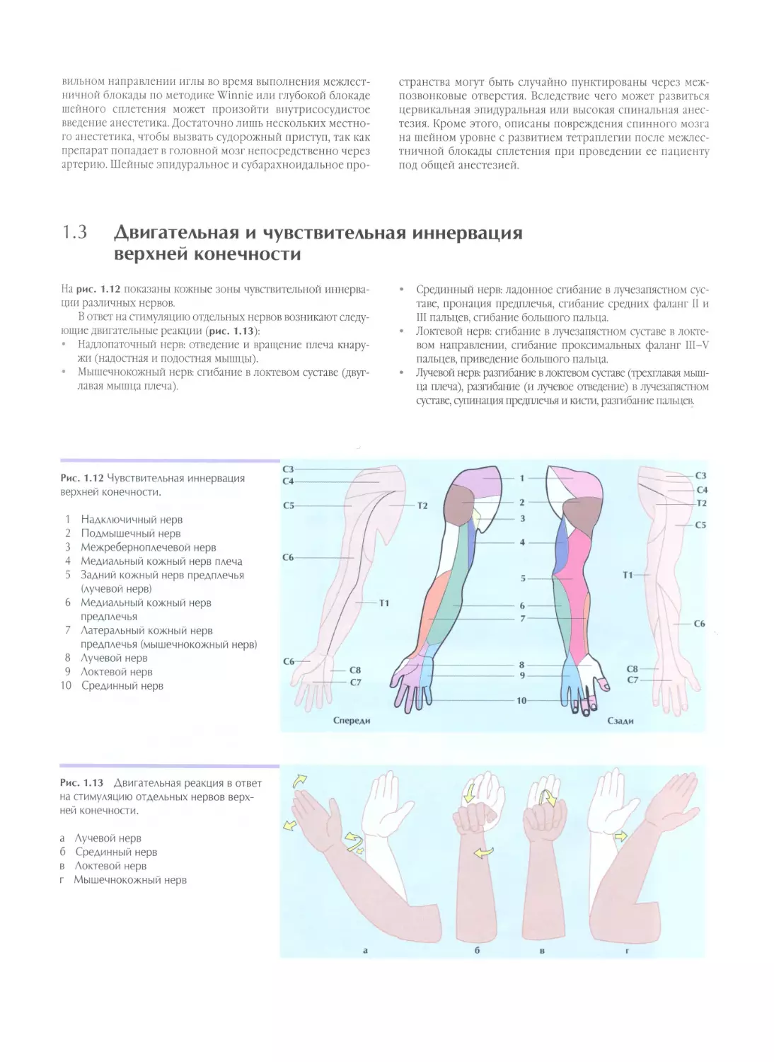 1.3. Двигательная и чувствительная иннервация верхней конечности