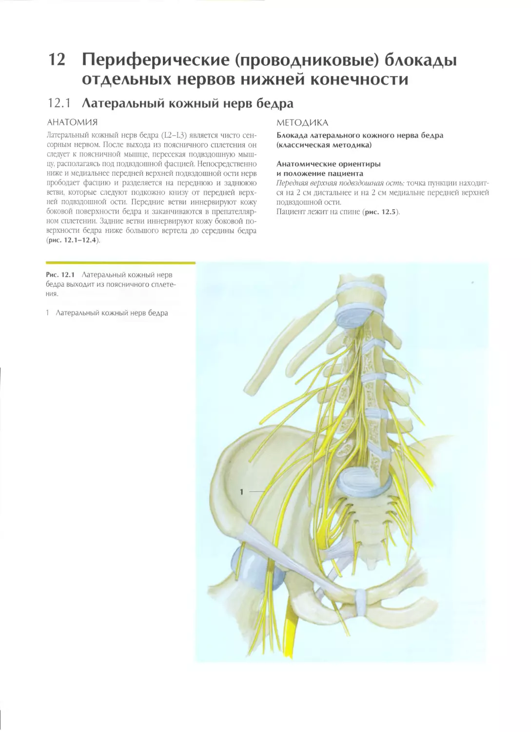 12.1. Латеральный кожный нерв бедра