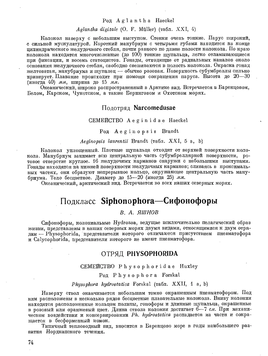 Подкласс Siphonophora— Сифонофоры