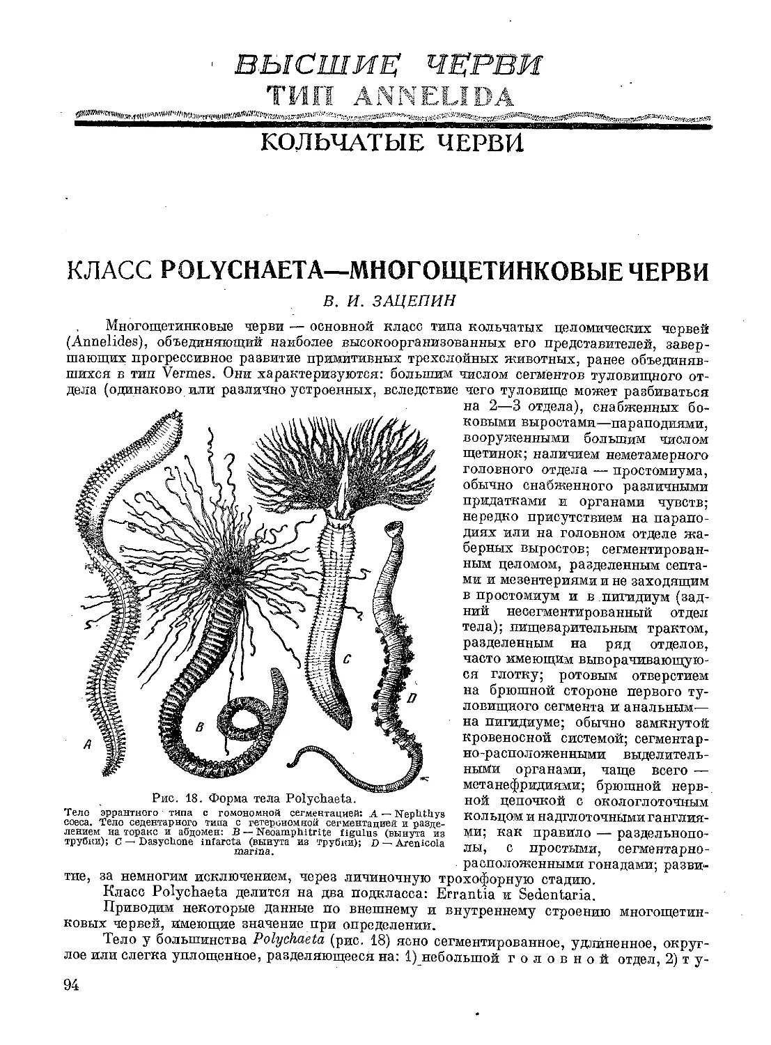 Класс Polychaeta Многощетинковые_черви